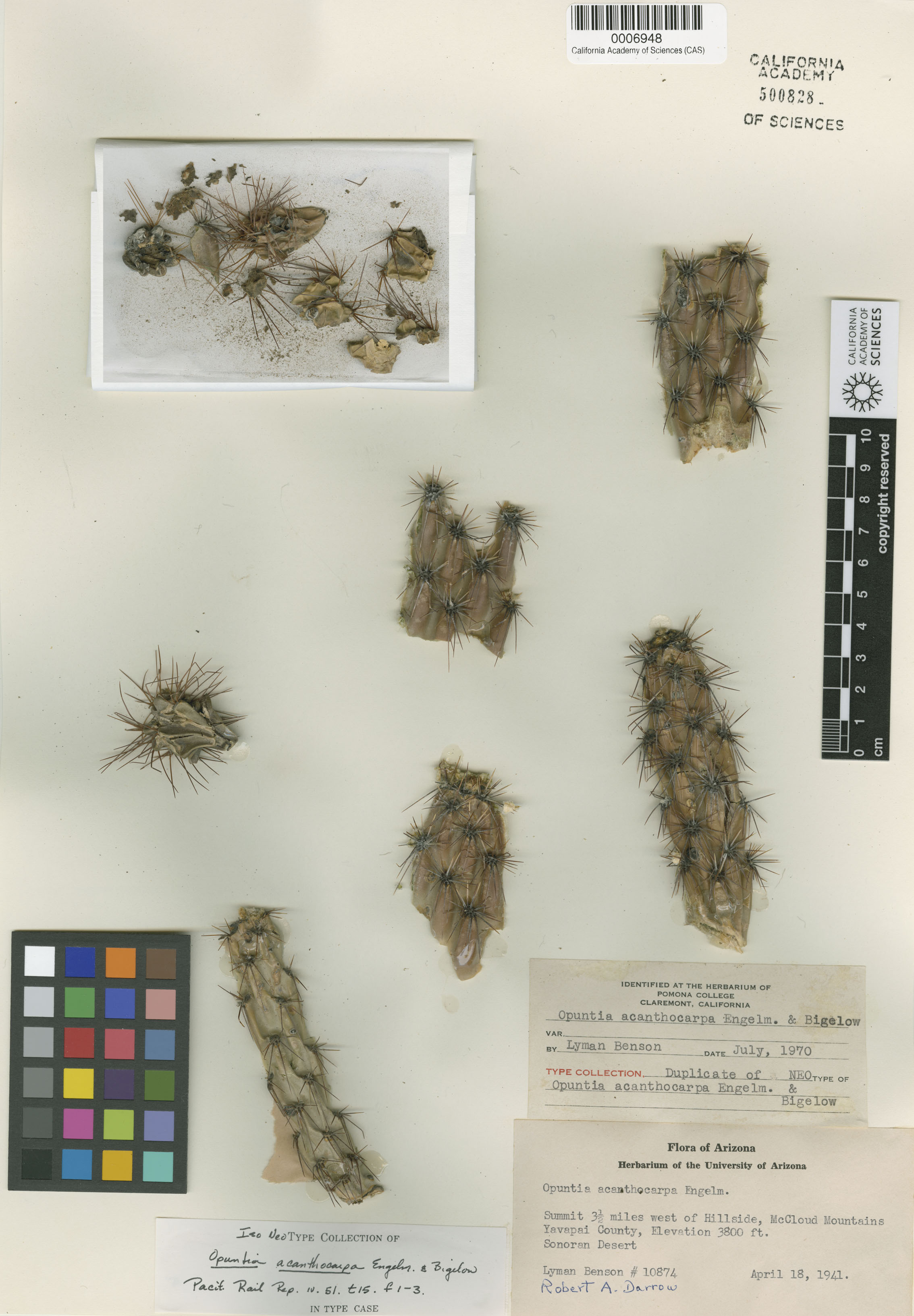 Cylindropuntia acanthocarpa image