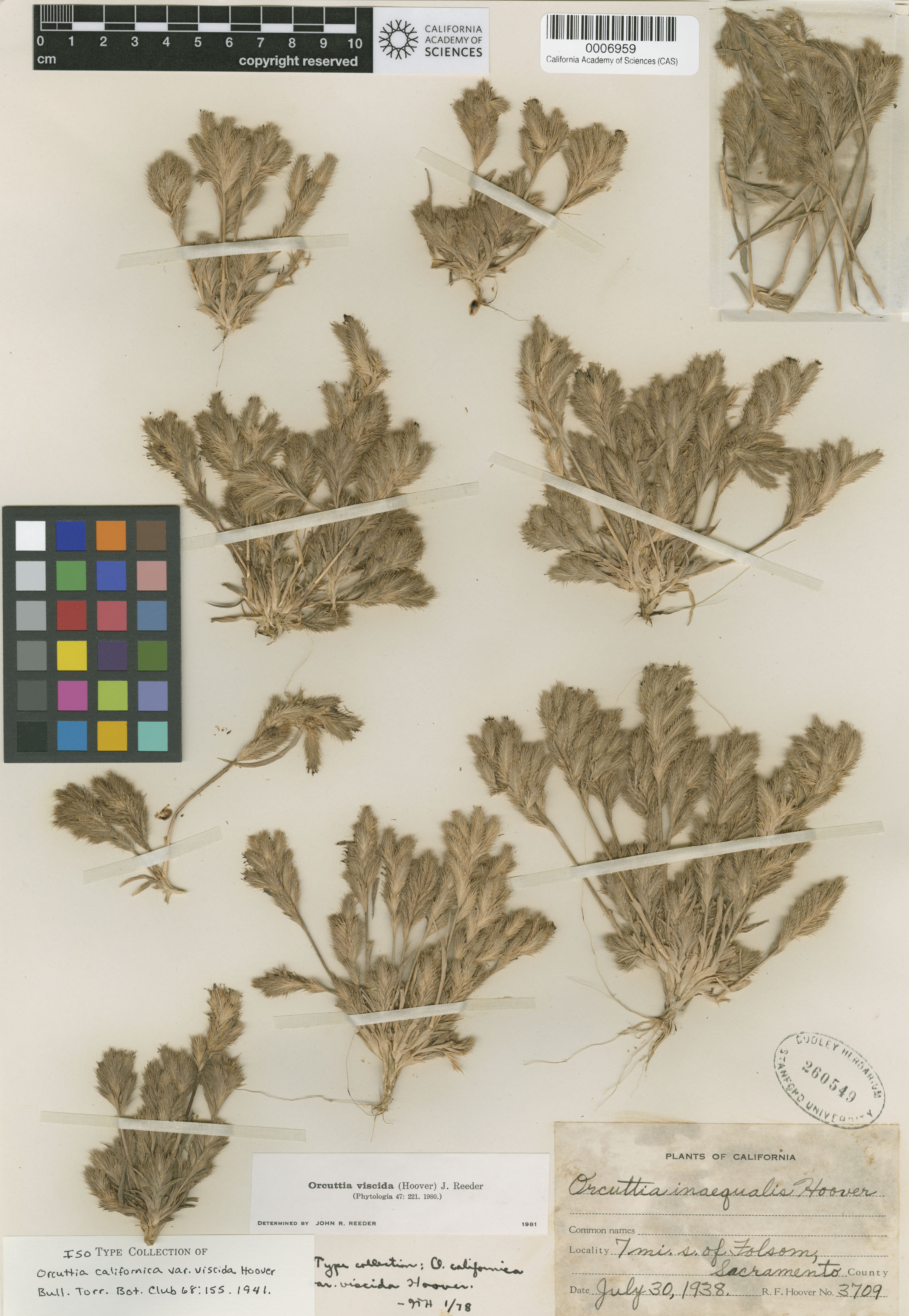 Orcuttia viscida image