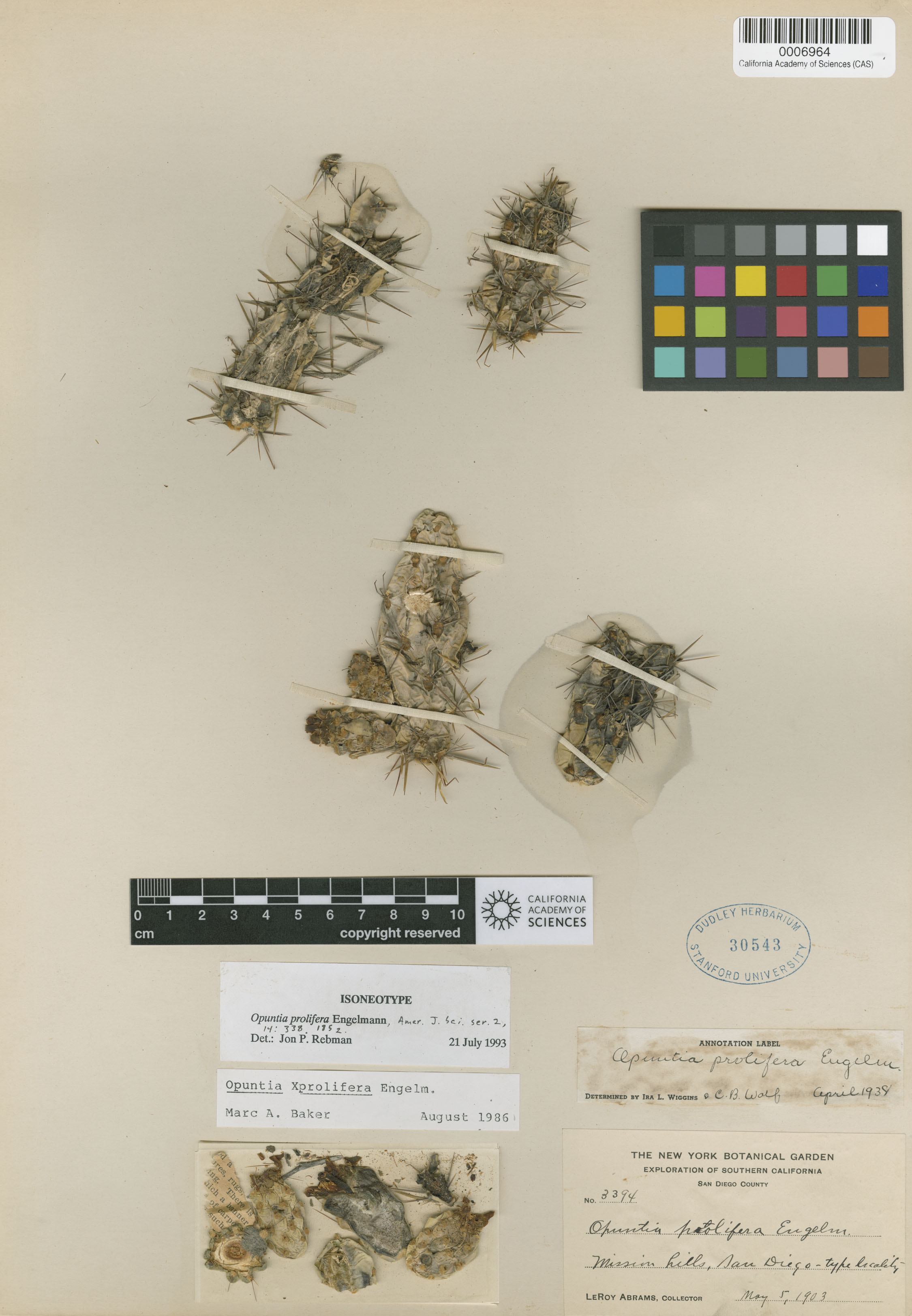 Cylindropuntia prolifera image