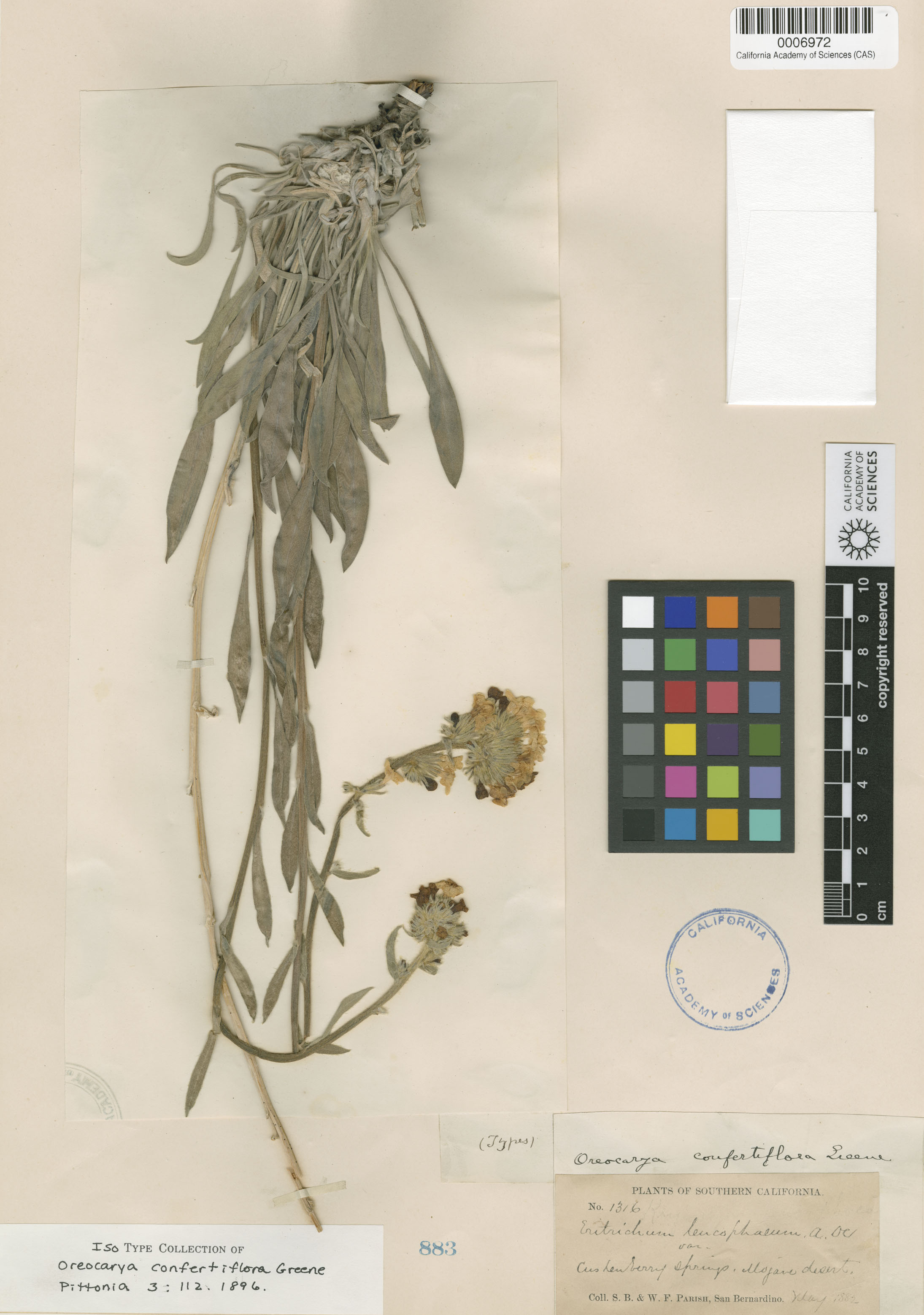 Cryptantha confertiflora image