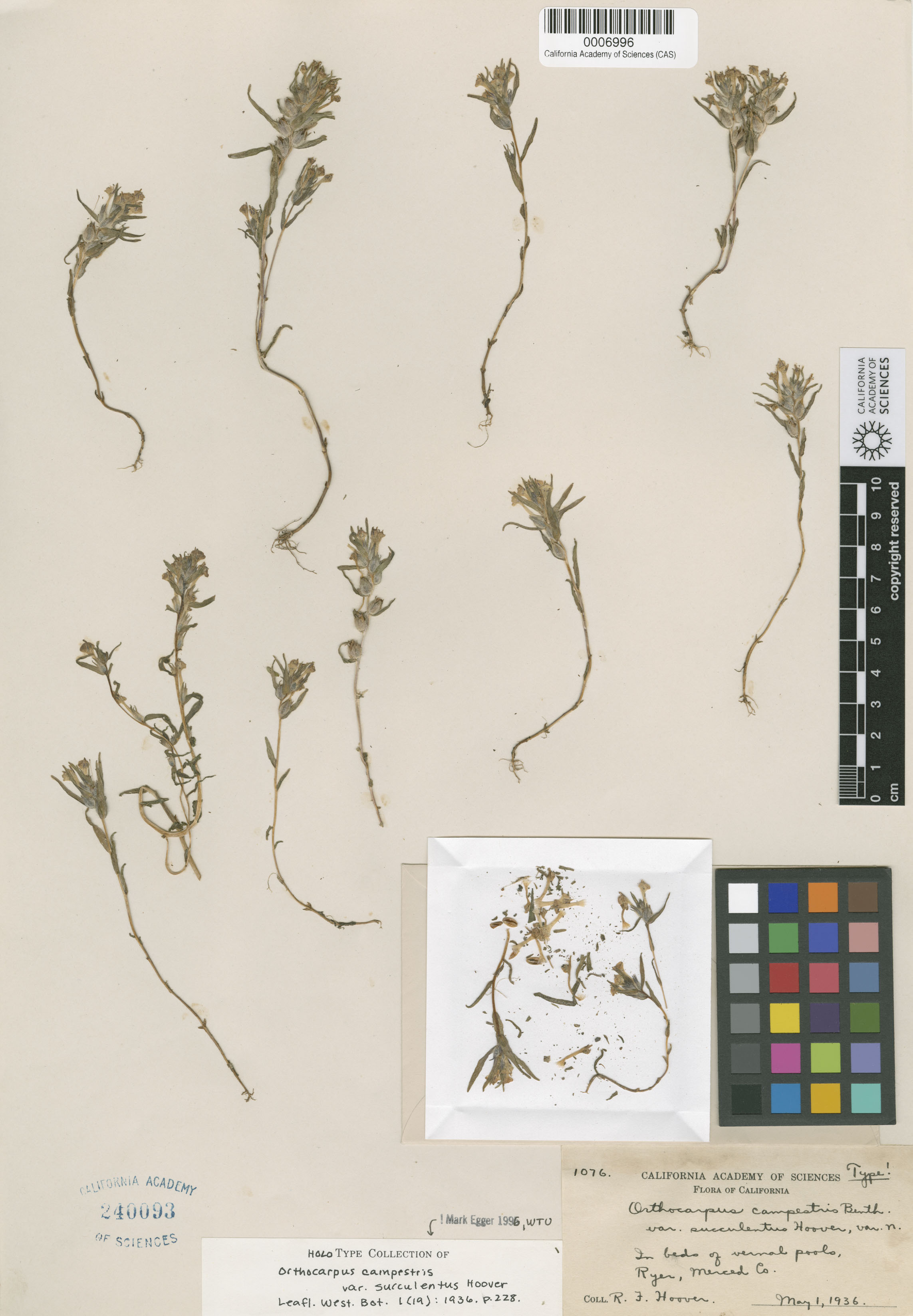 Castilleja campestris image