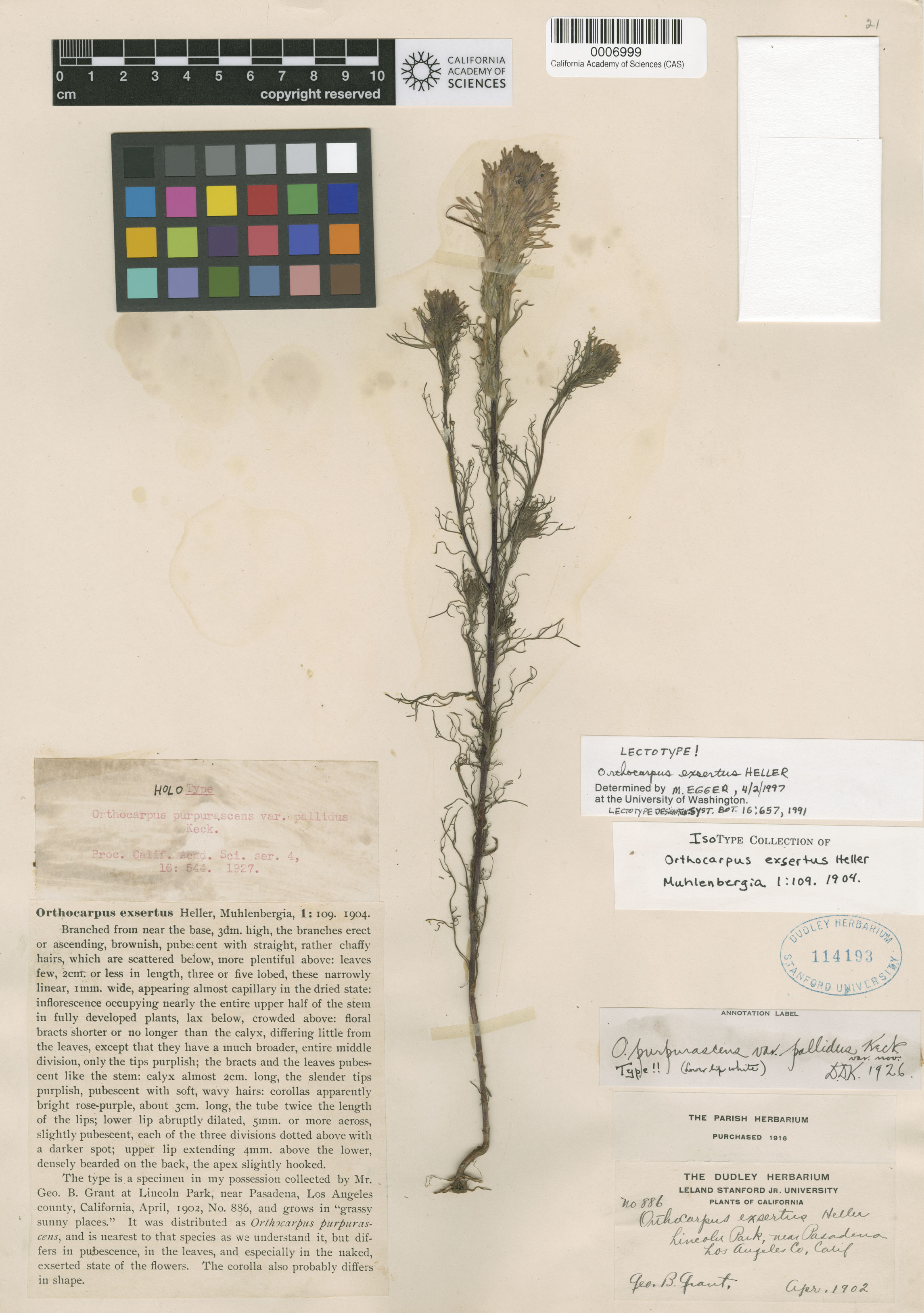 Castilleja exserta ssp. exserta image