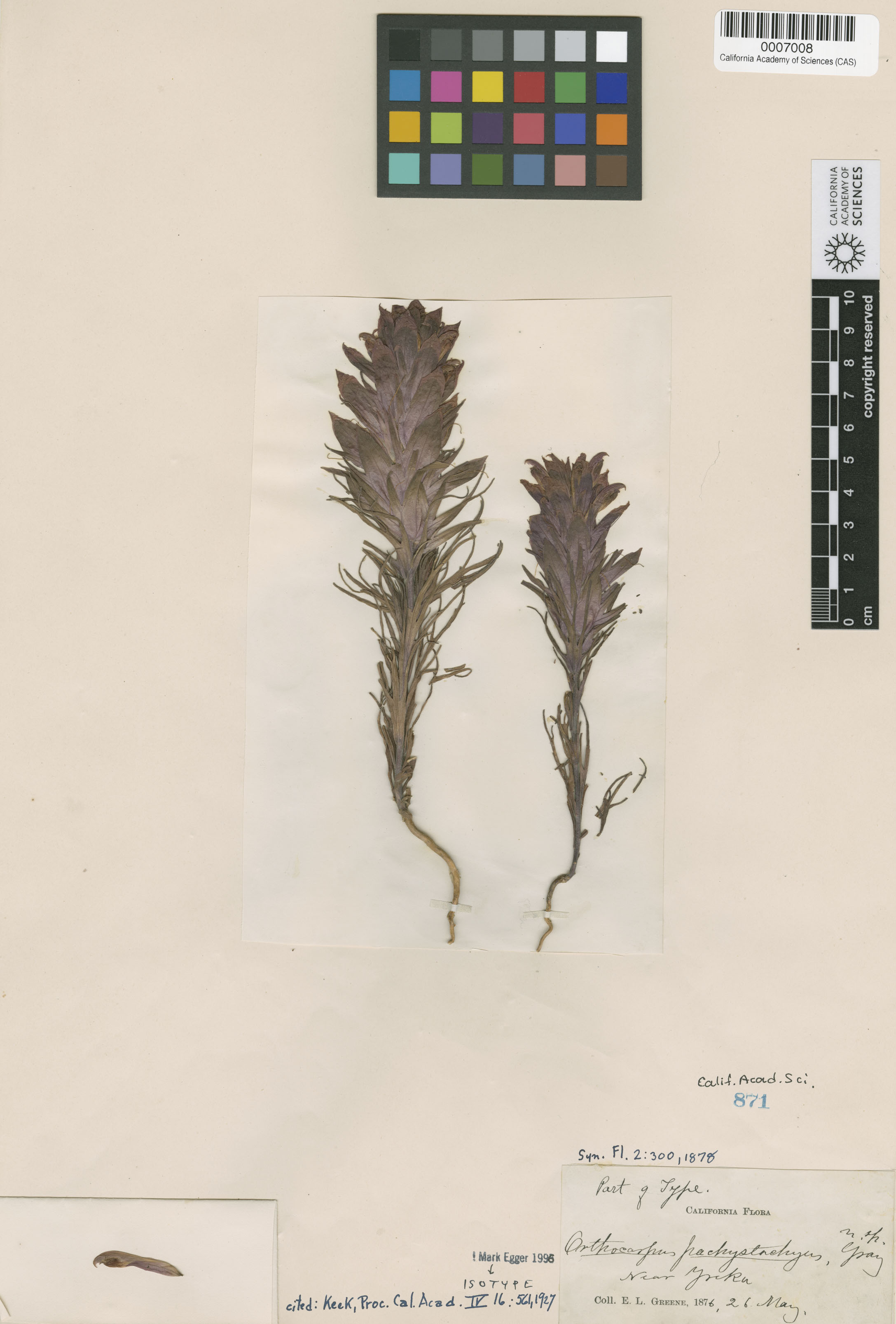 Orthocarpus pachystachyus image