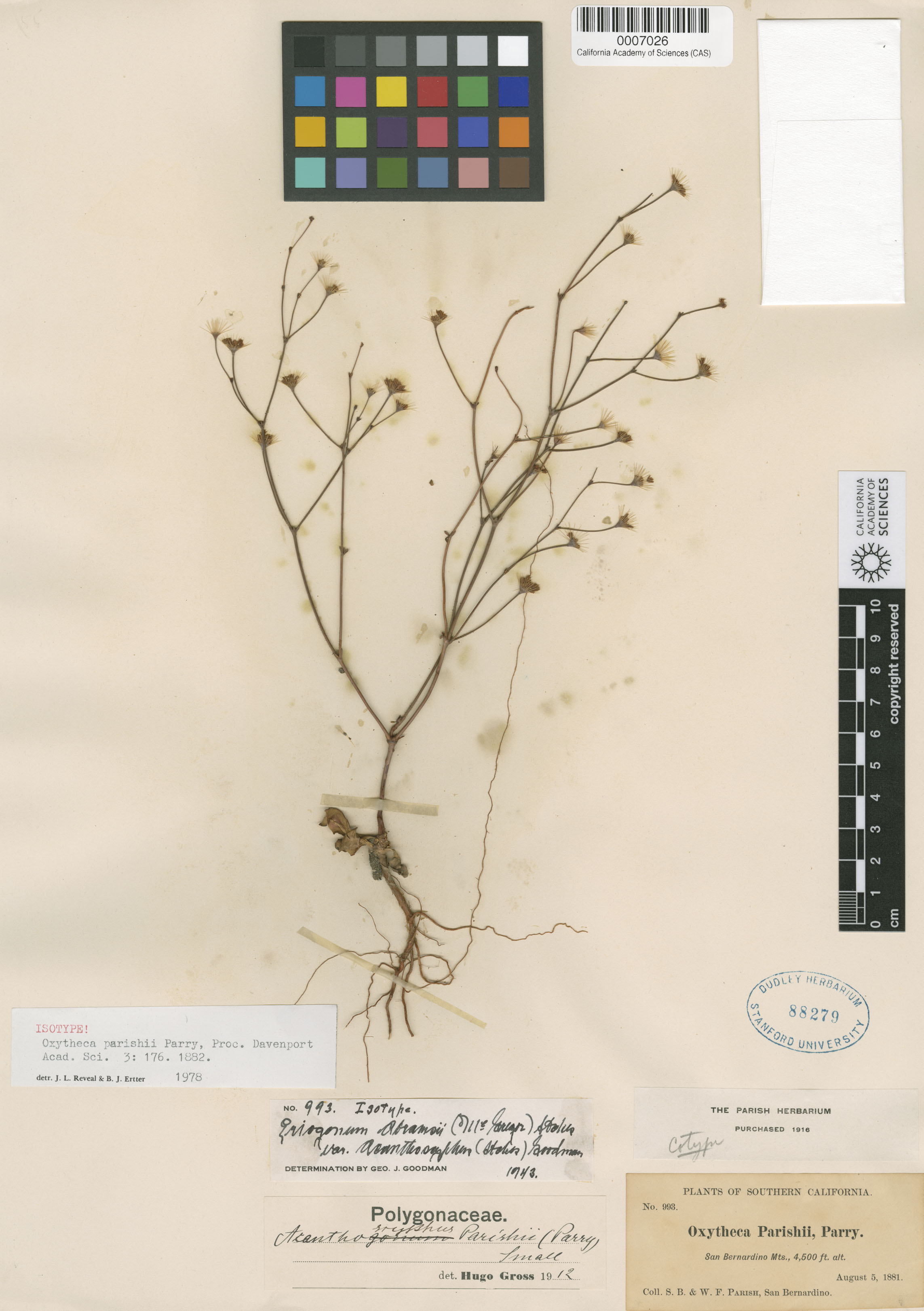 Acanthoscyphus parishii image