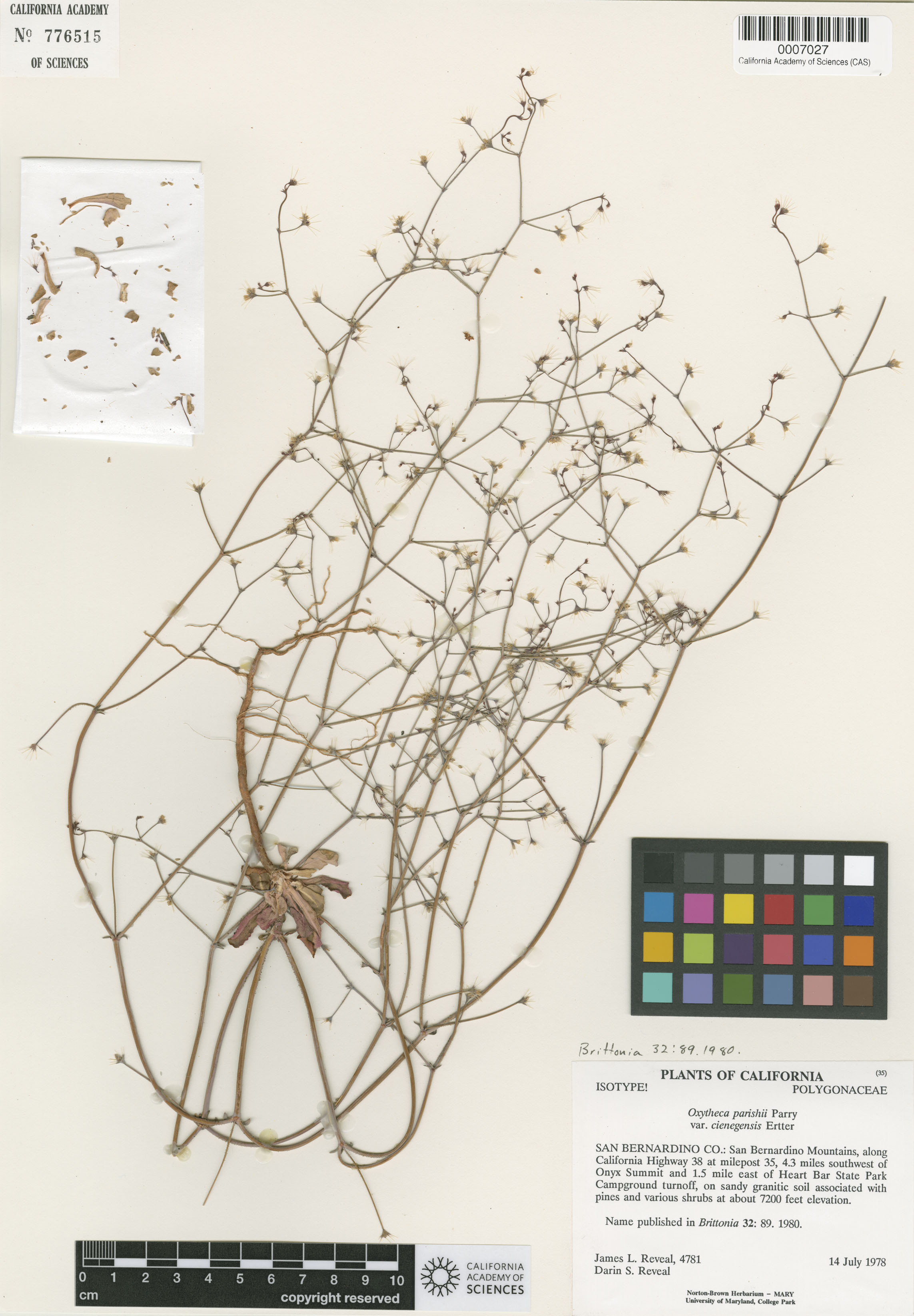 Acanthoscyphus image