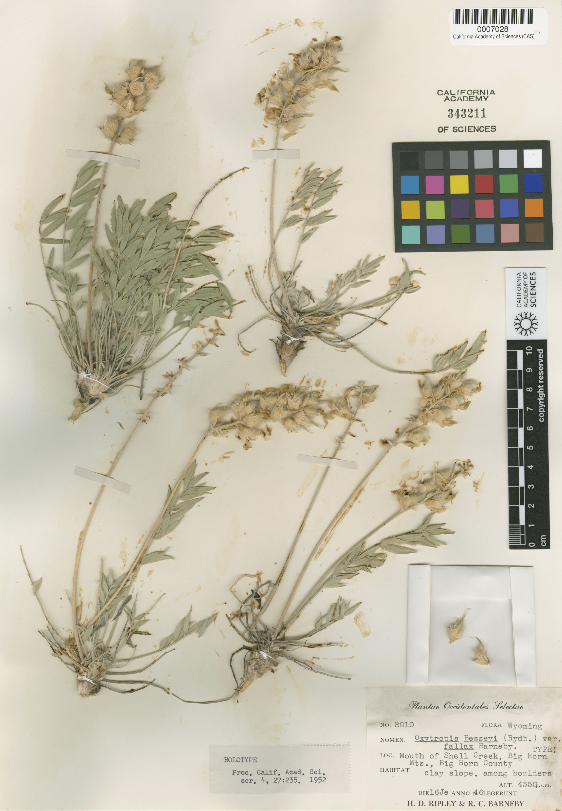 Oxytropis besseyi var. fallax image