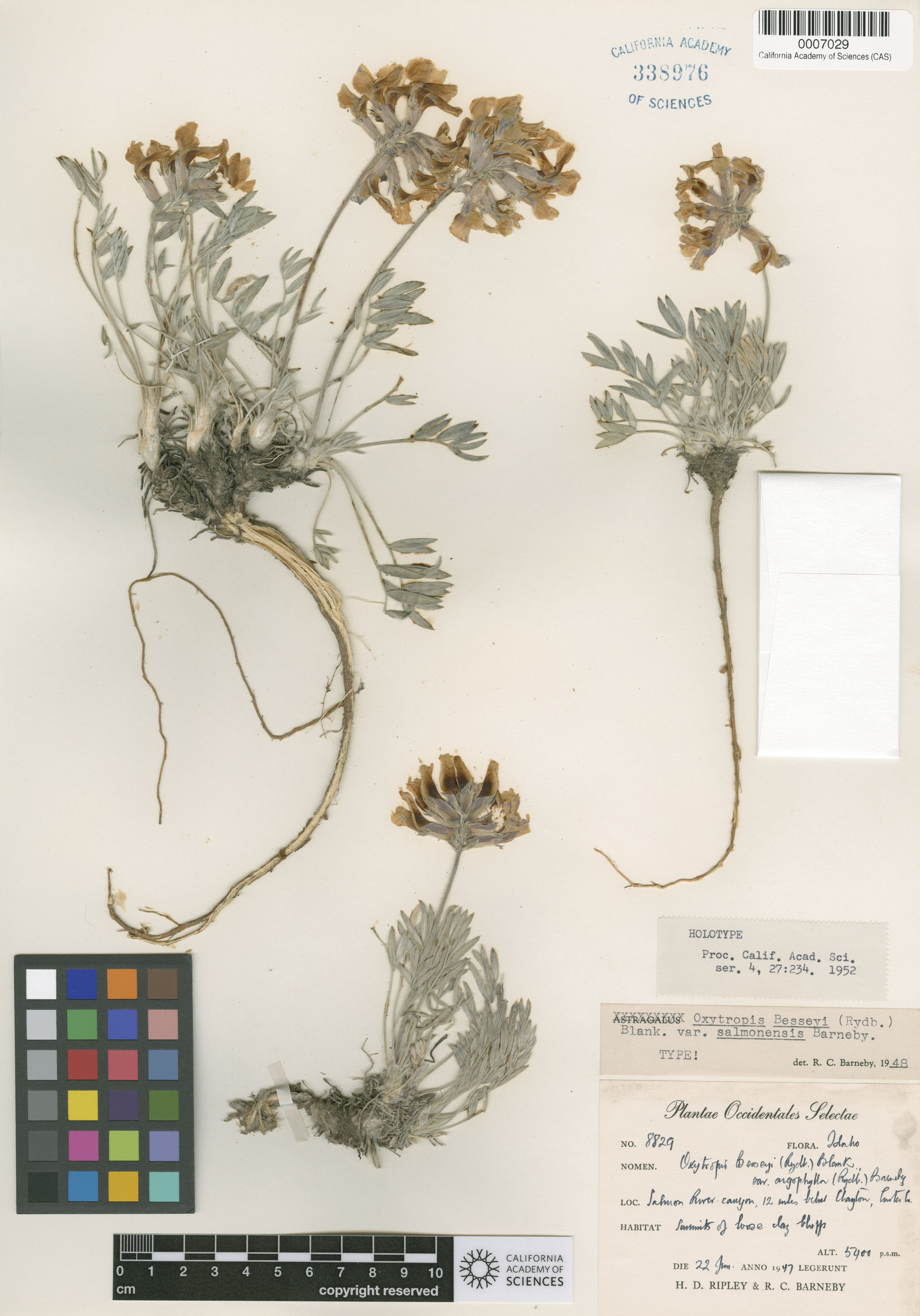 Oxytropis besseyi image