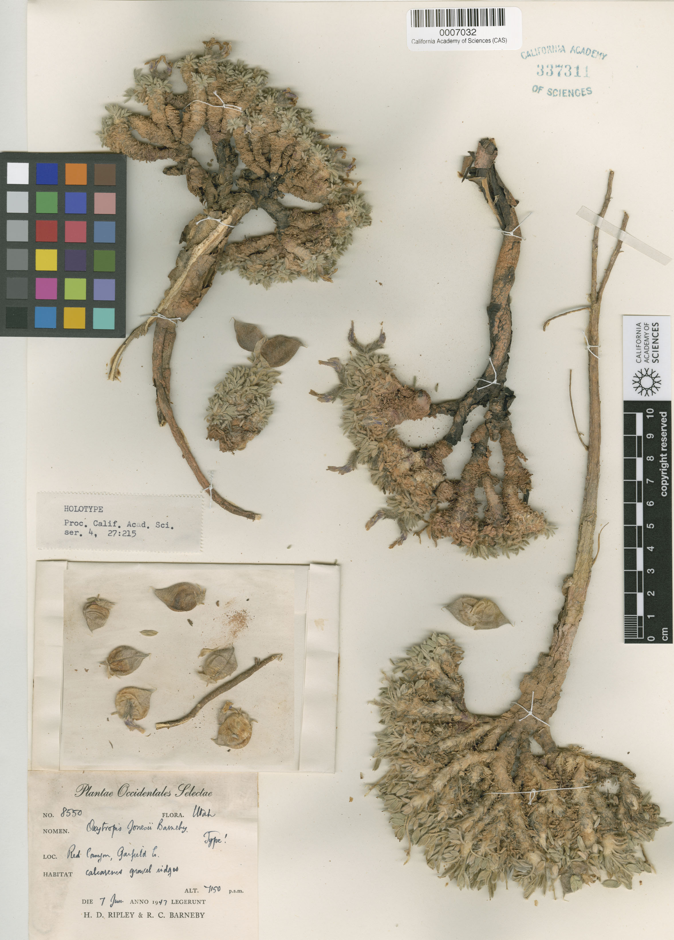 Oxytropis jonesii image