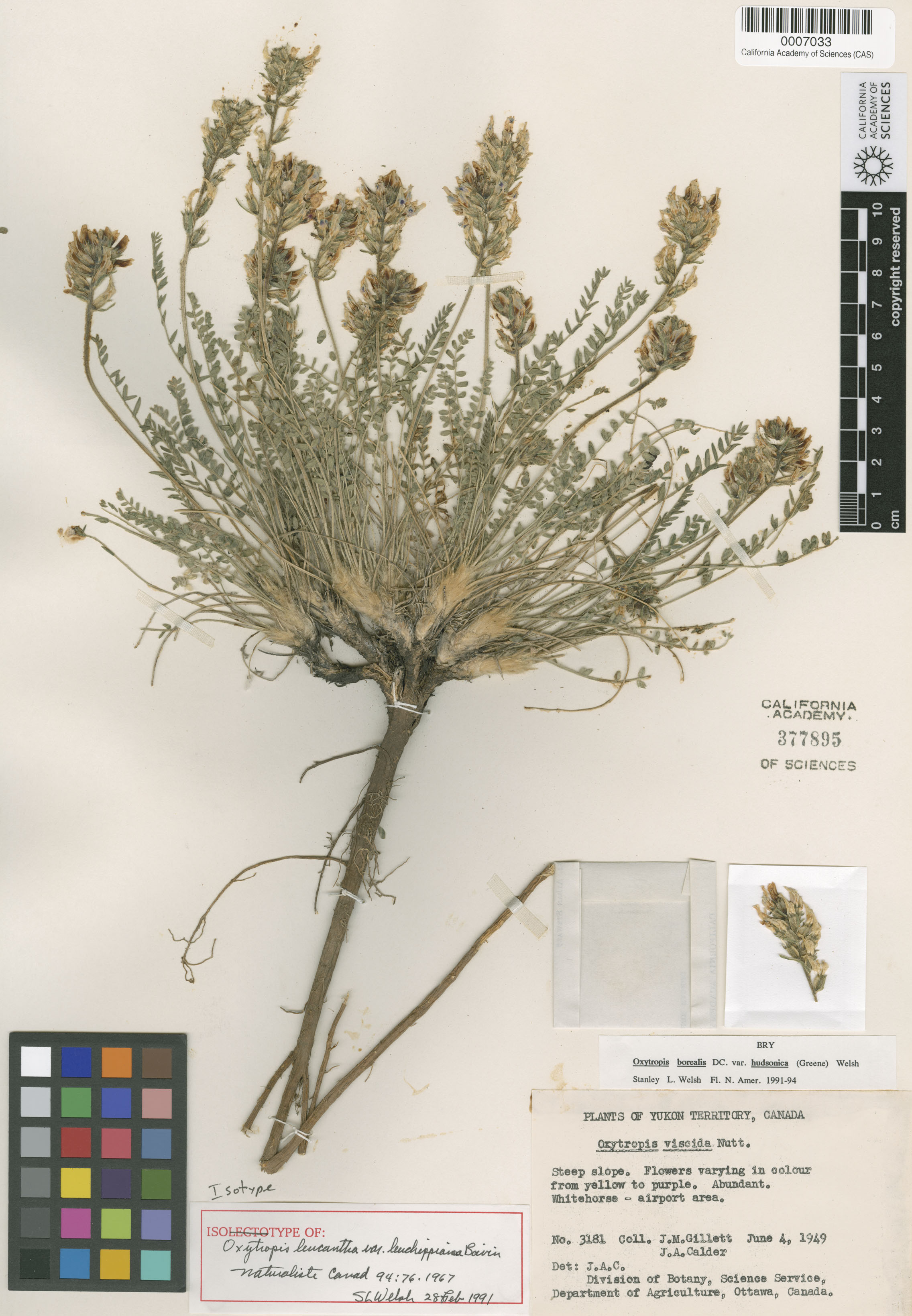 Oxytropis borealis var. hudsonica image