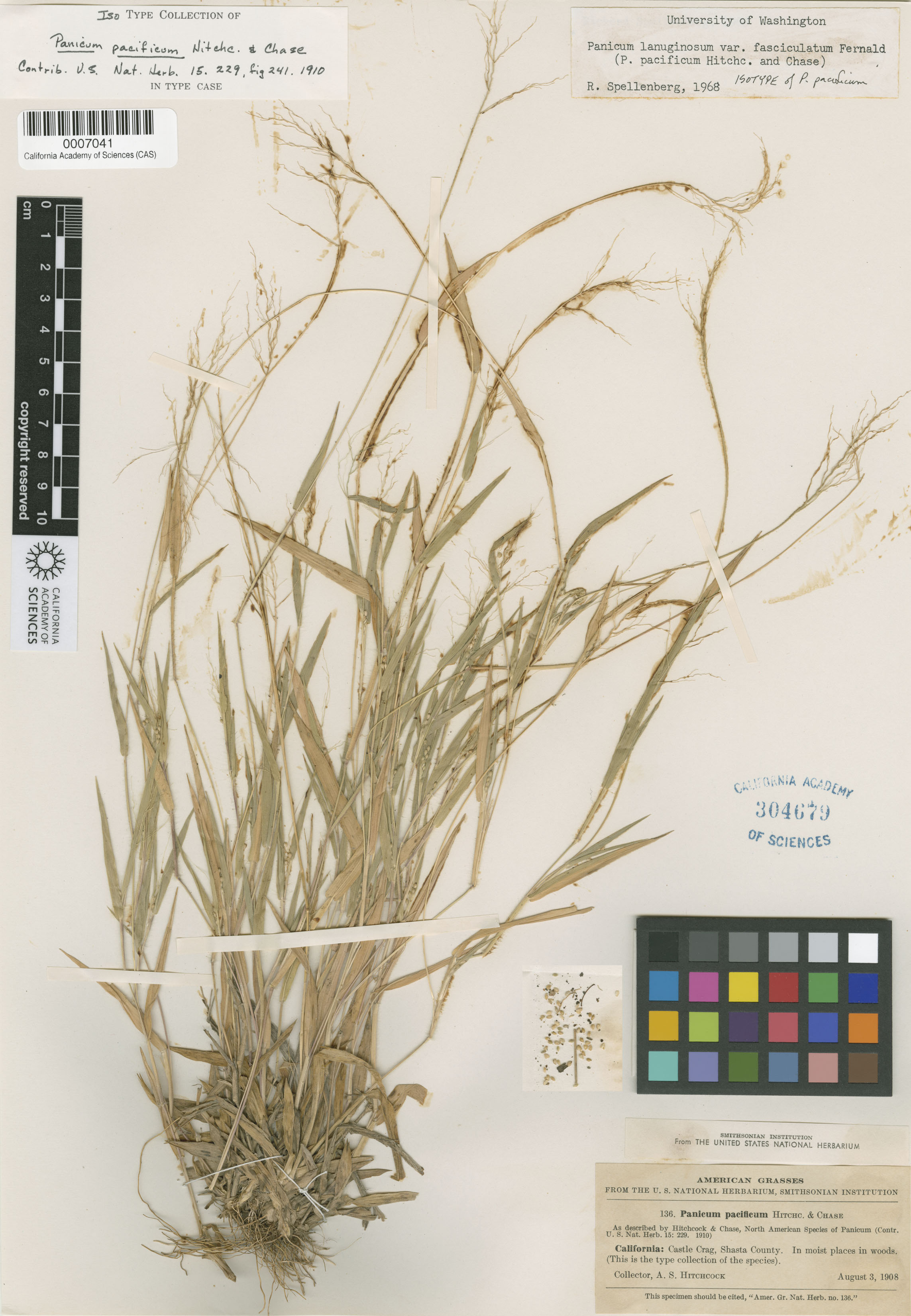 Panicum pacificum image