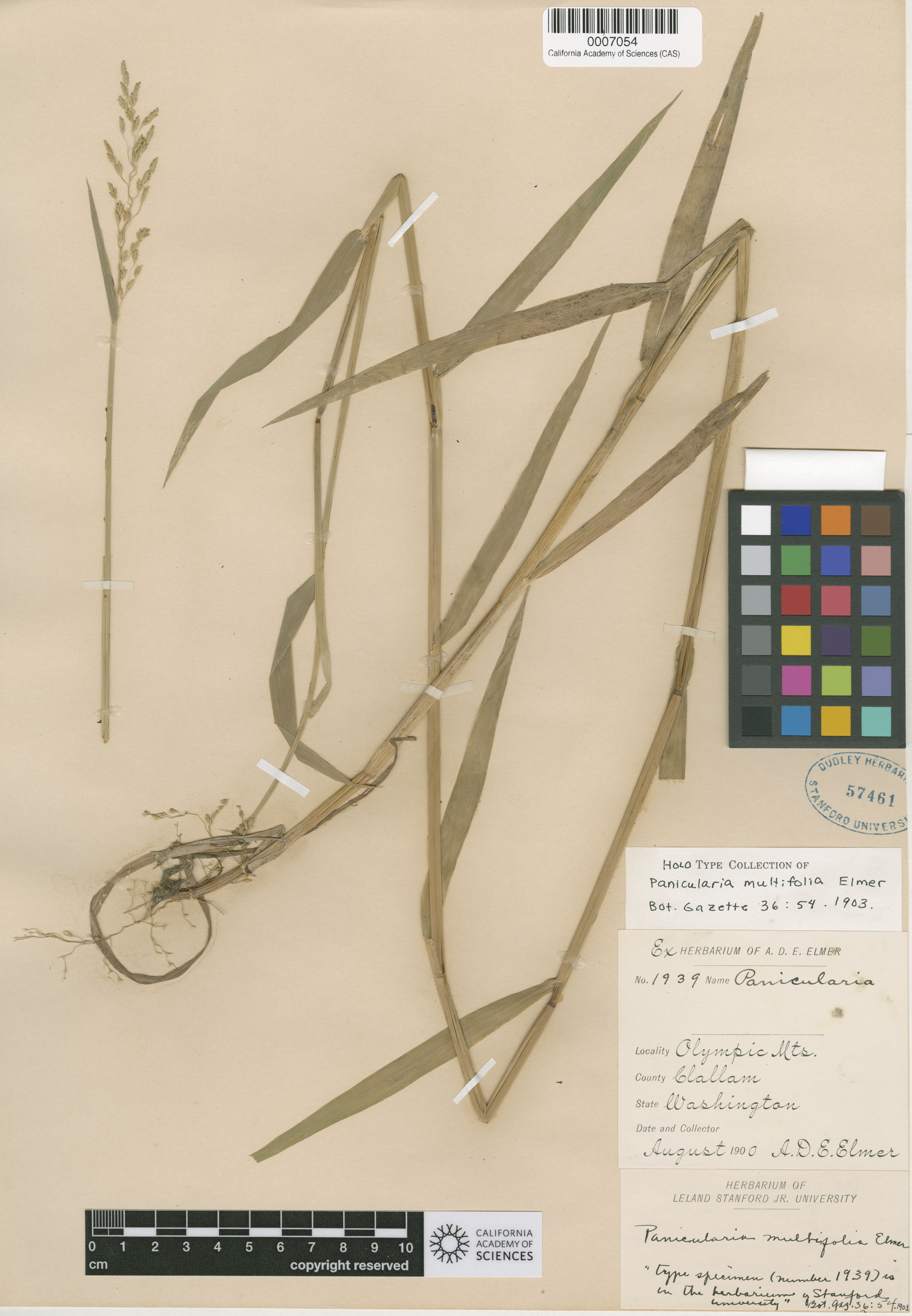 Panicularia multifolia image