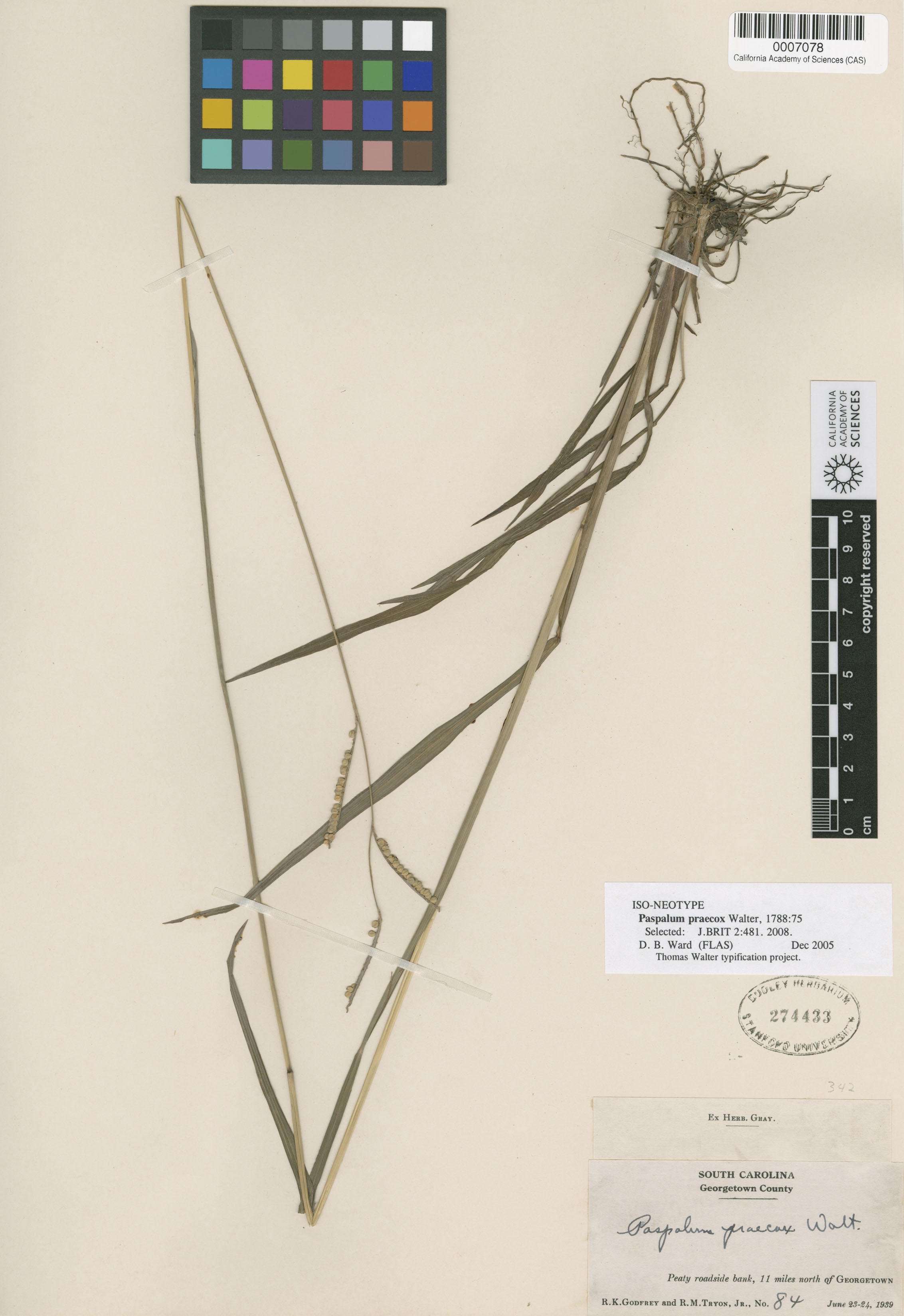 Paspalum praecox image