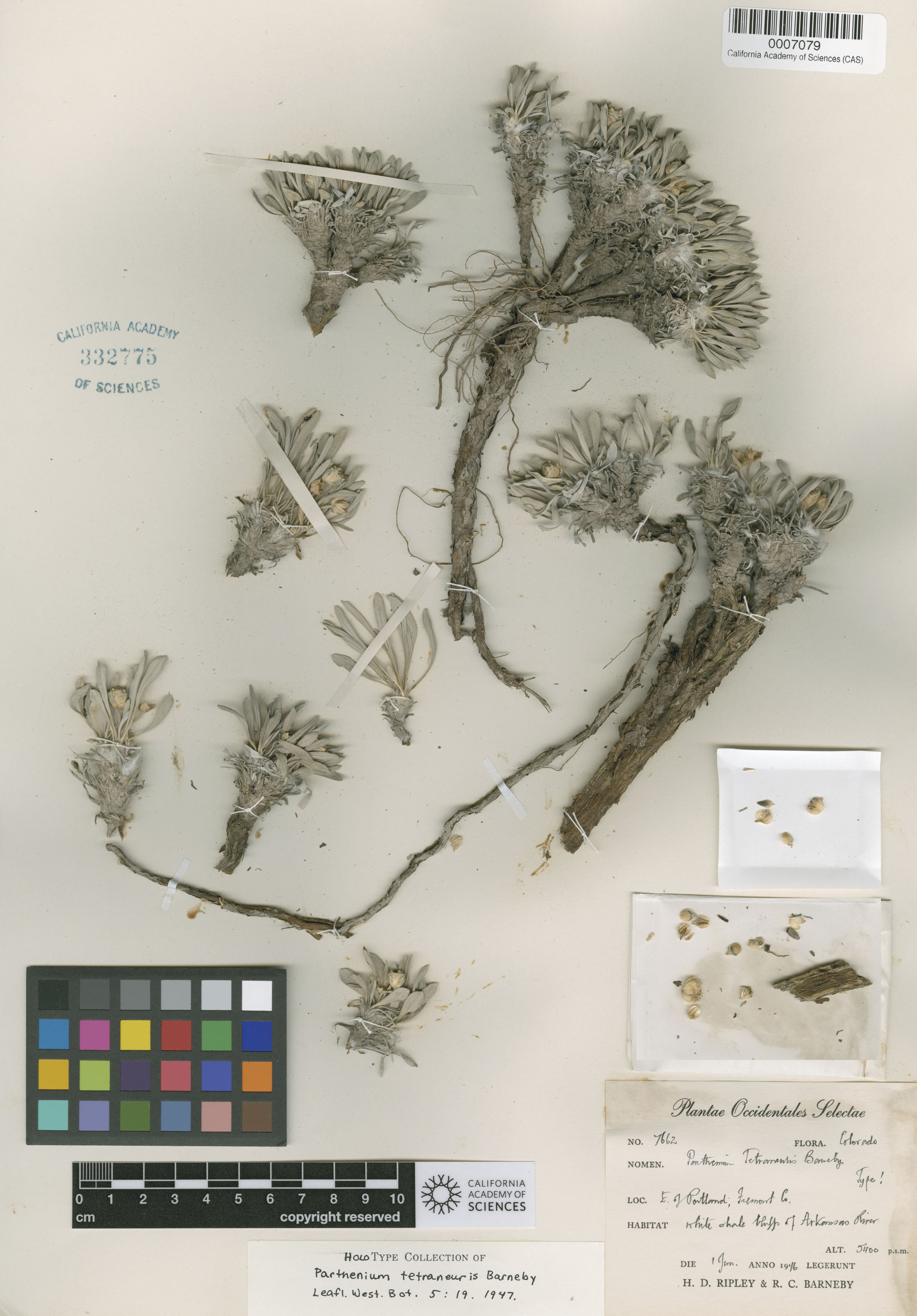 Parthenium alpinum image