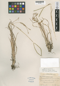 Image of Paspalum almum
