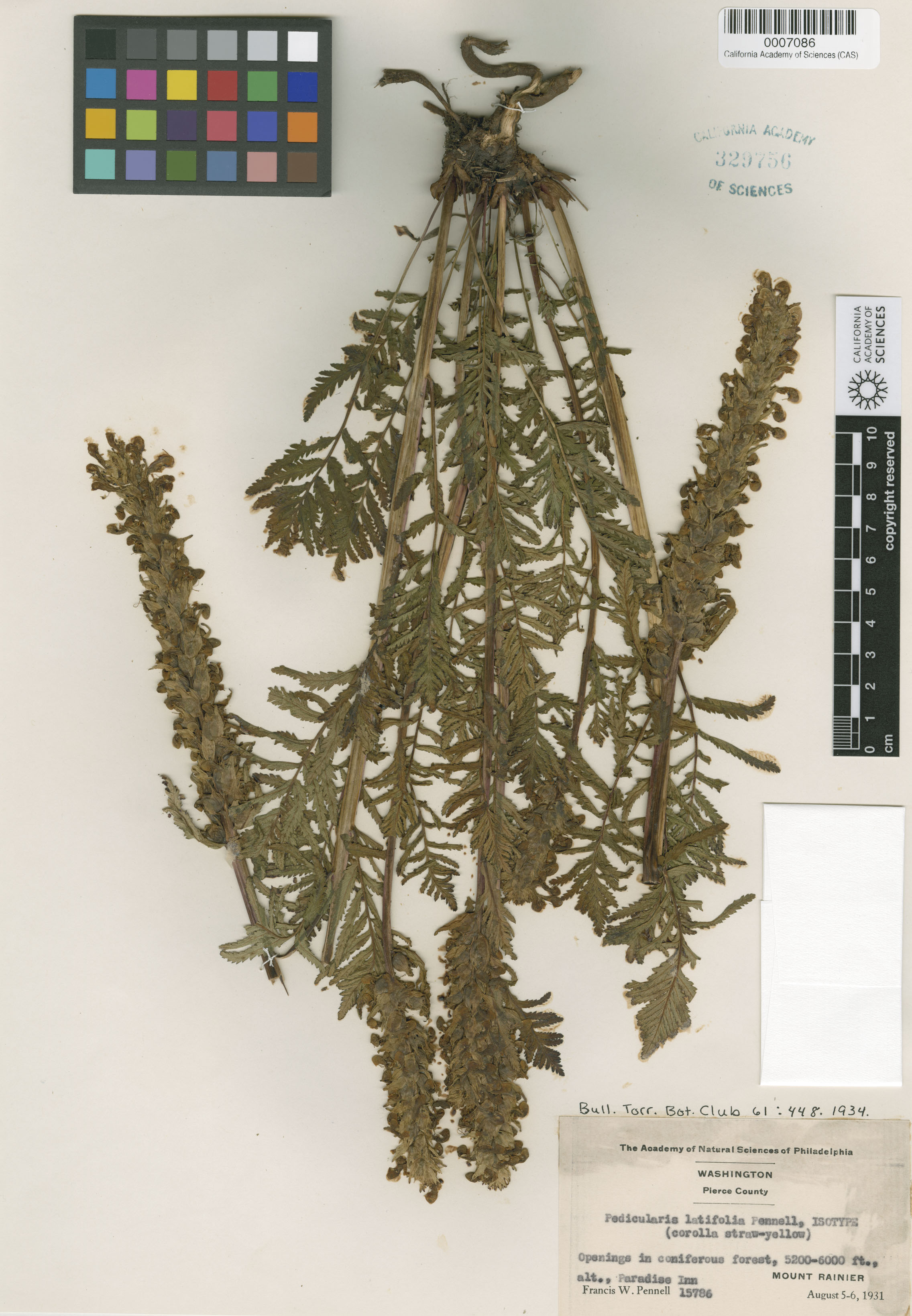 Pedicularis latifolia image