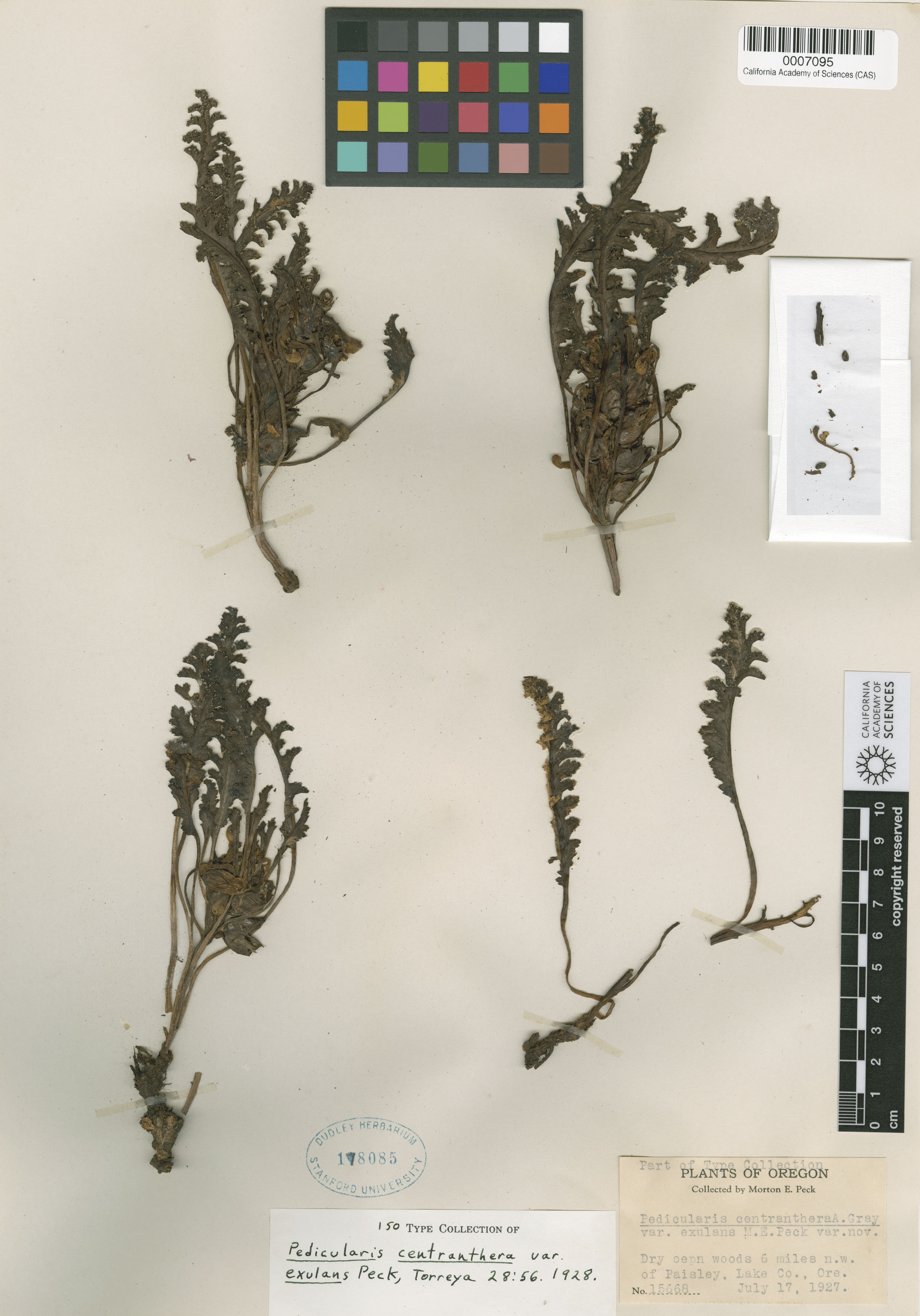Pedicularis centranthera image