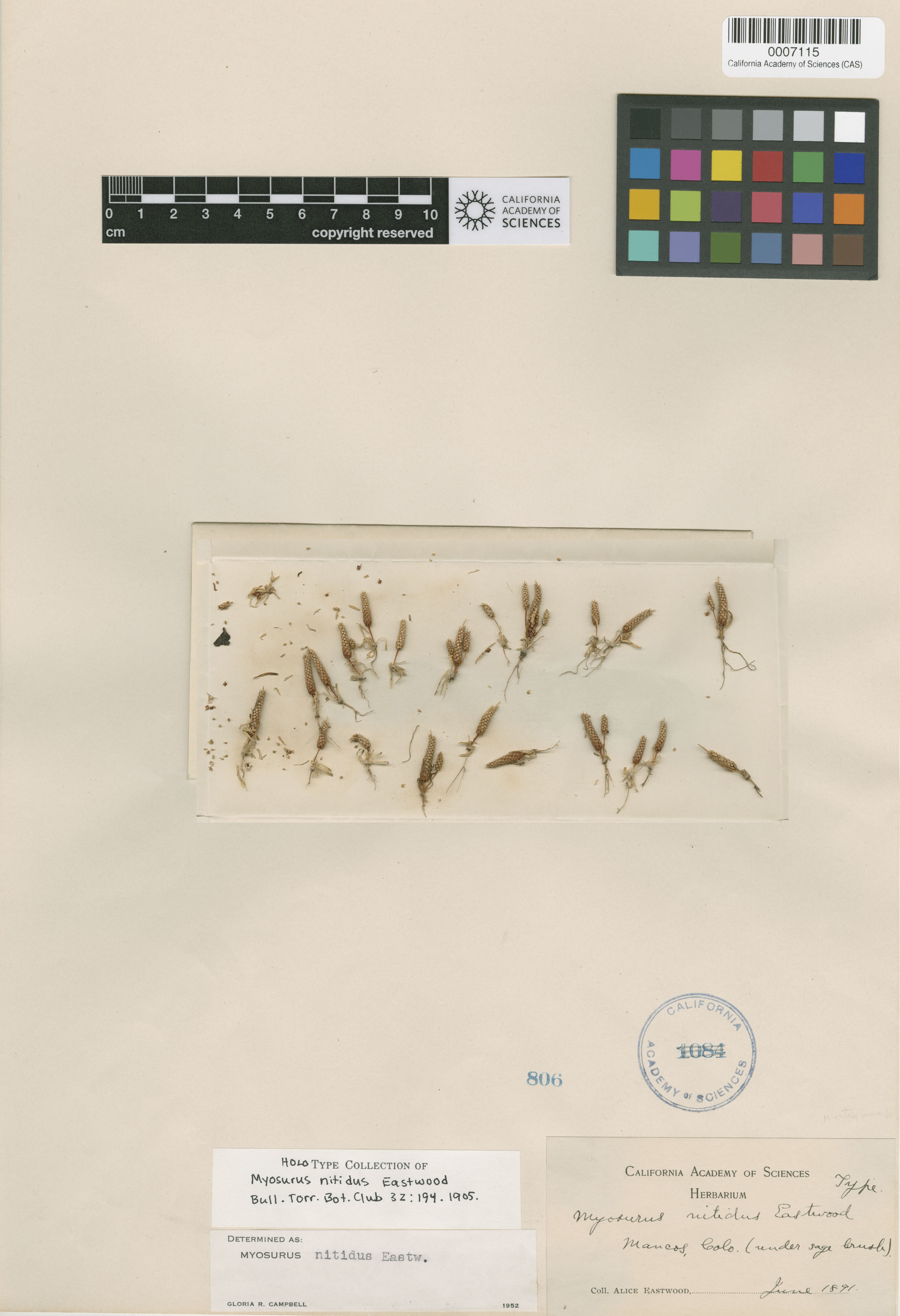 Myosurus nitidus image