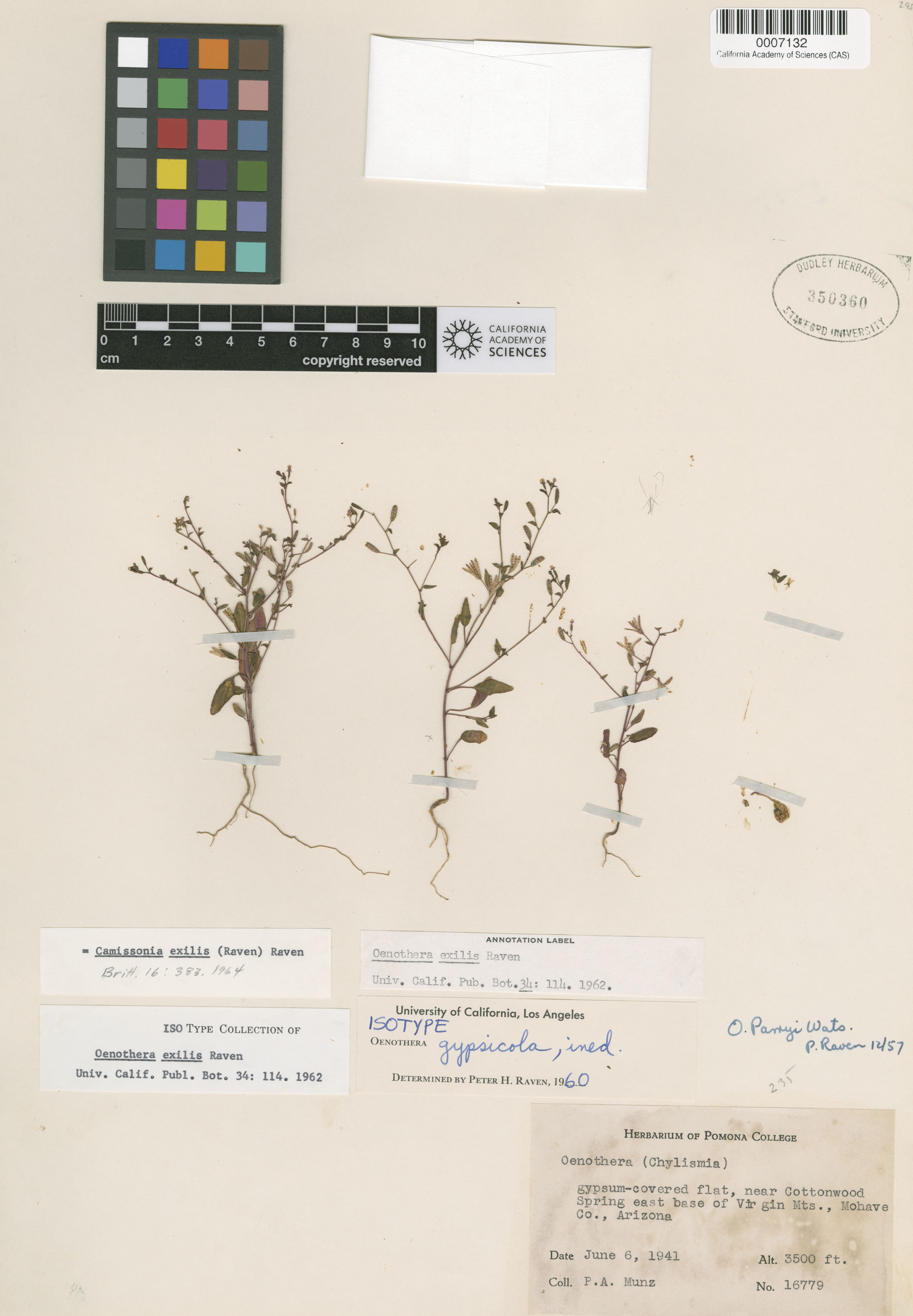 Chylismia exilis image