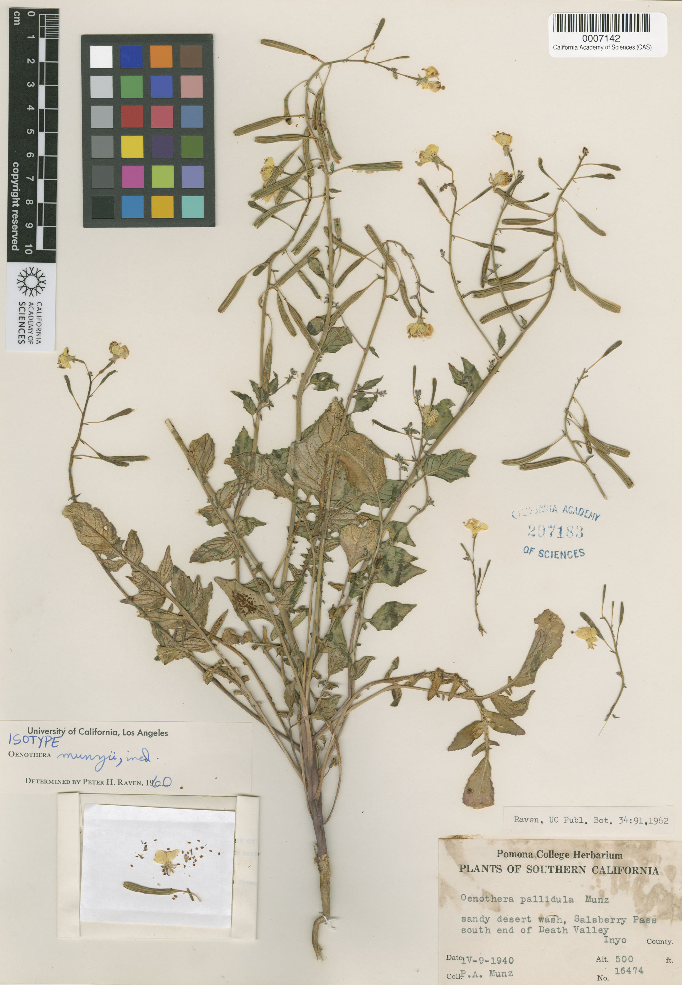 Chylismia munzii image