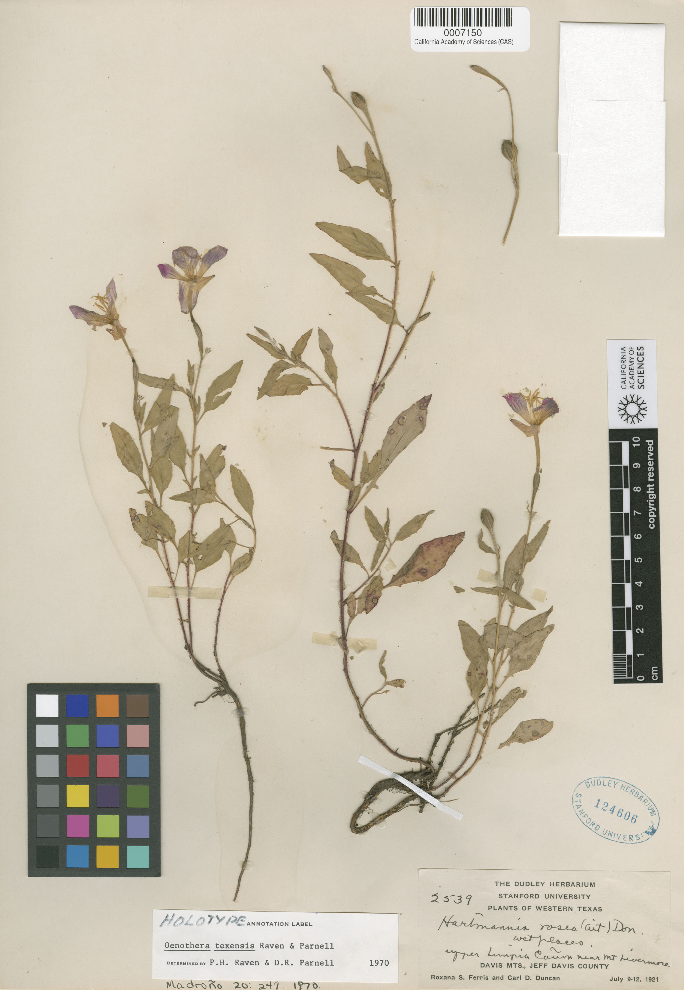 Oenothera texensis image
