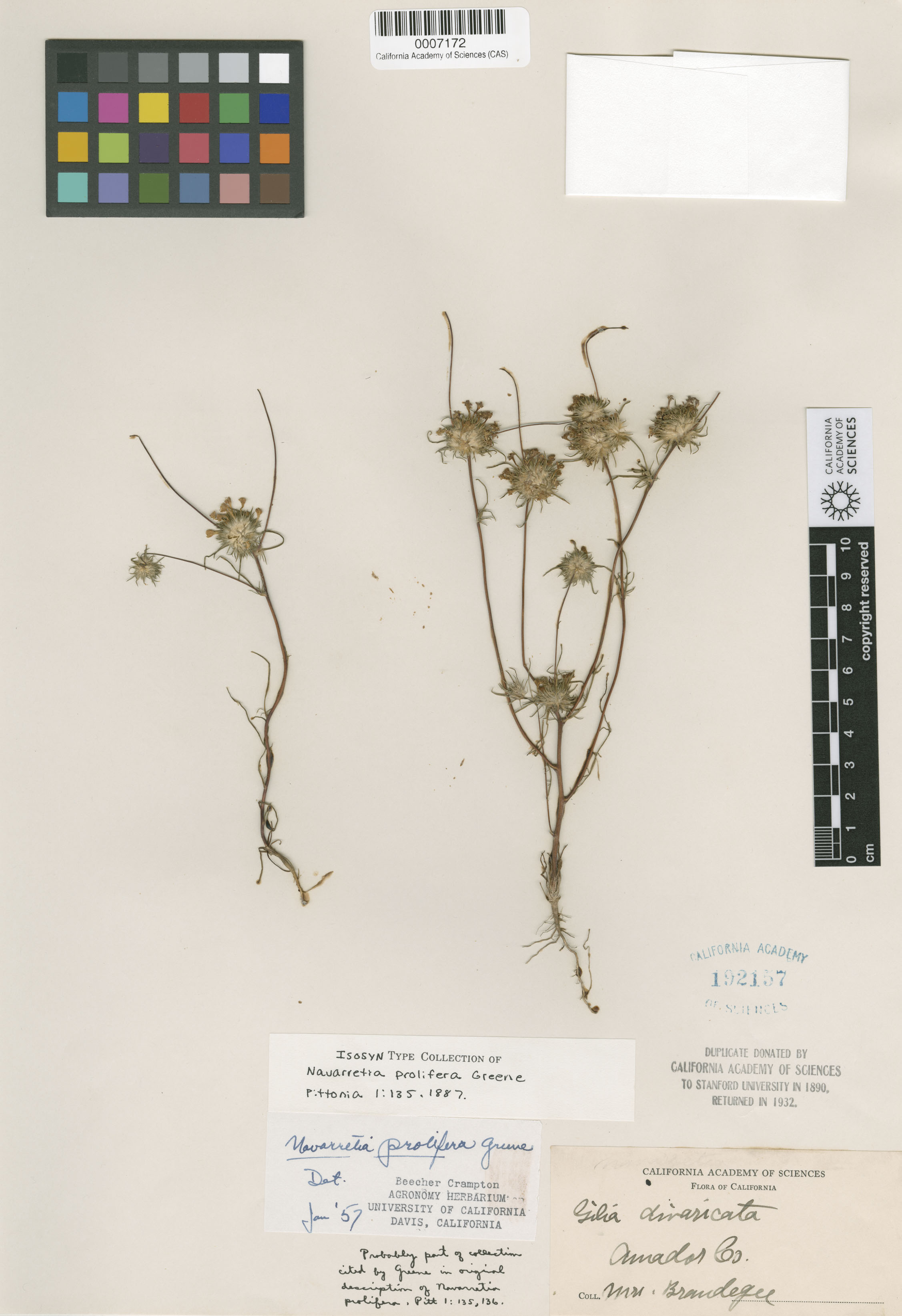 Navarretia prolifera image