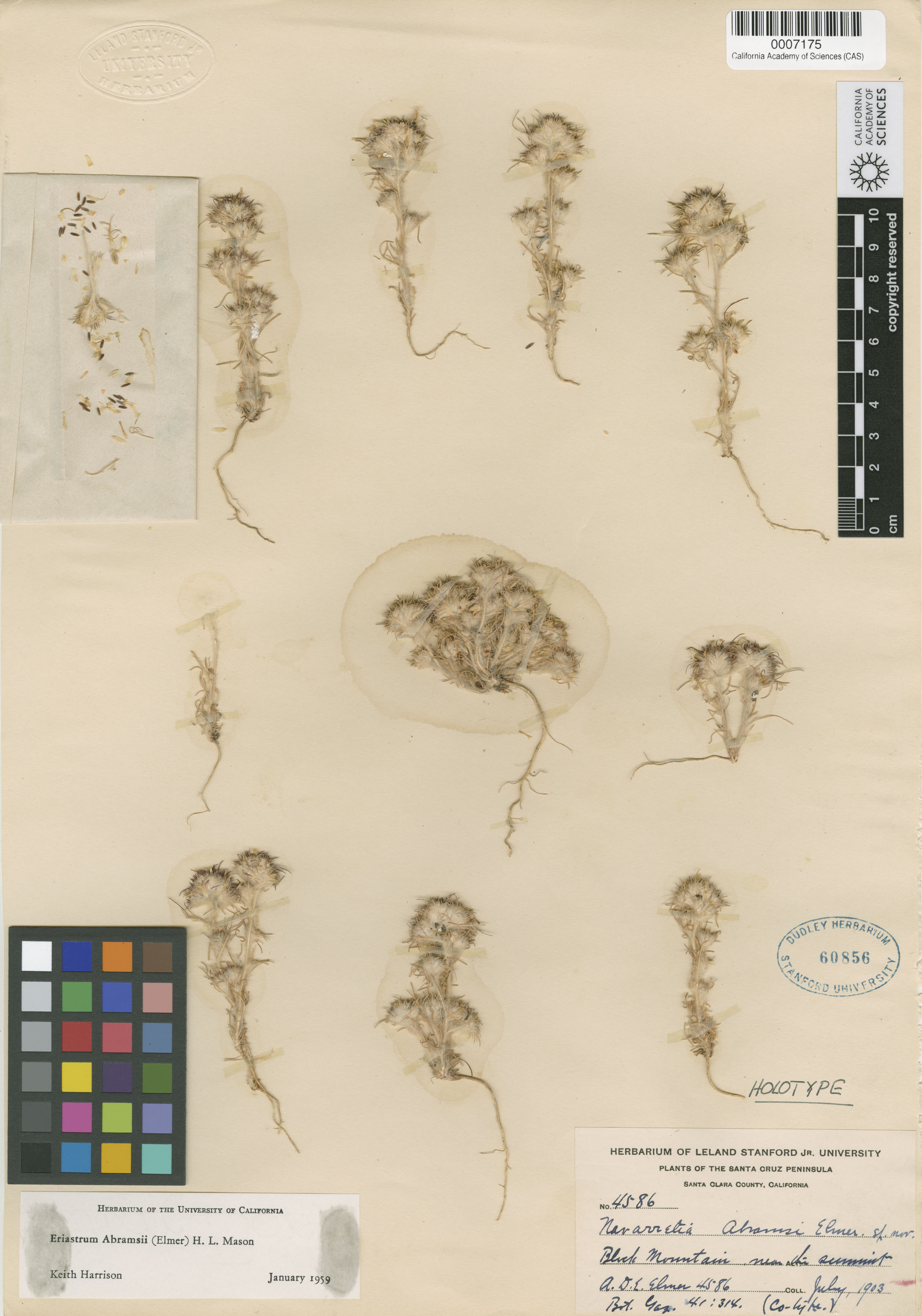Eriastrum abramsii image
