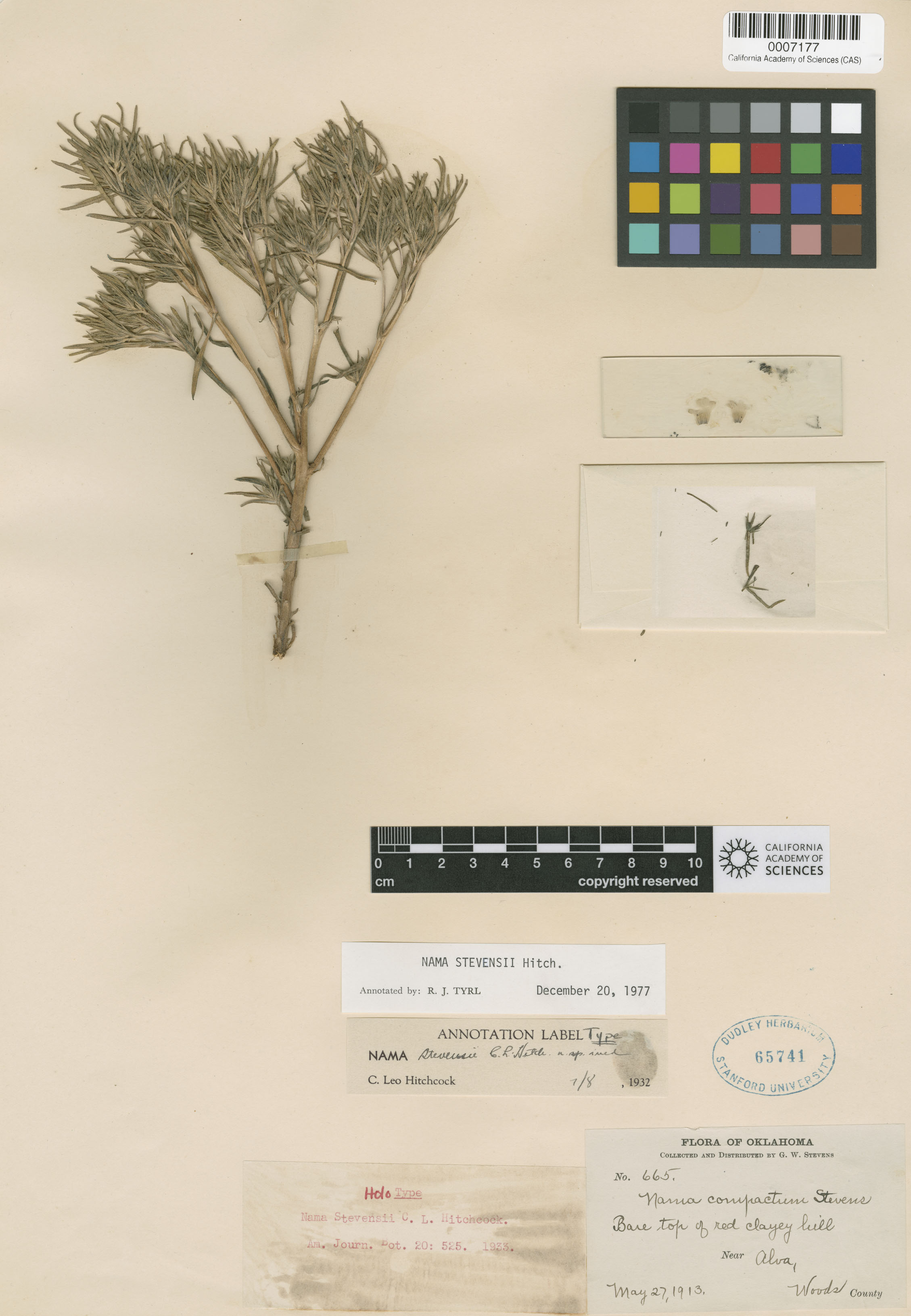 Nama stevensii image