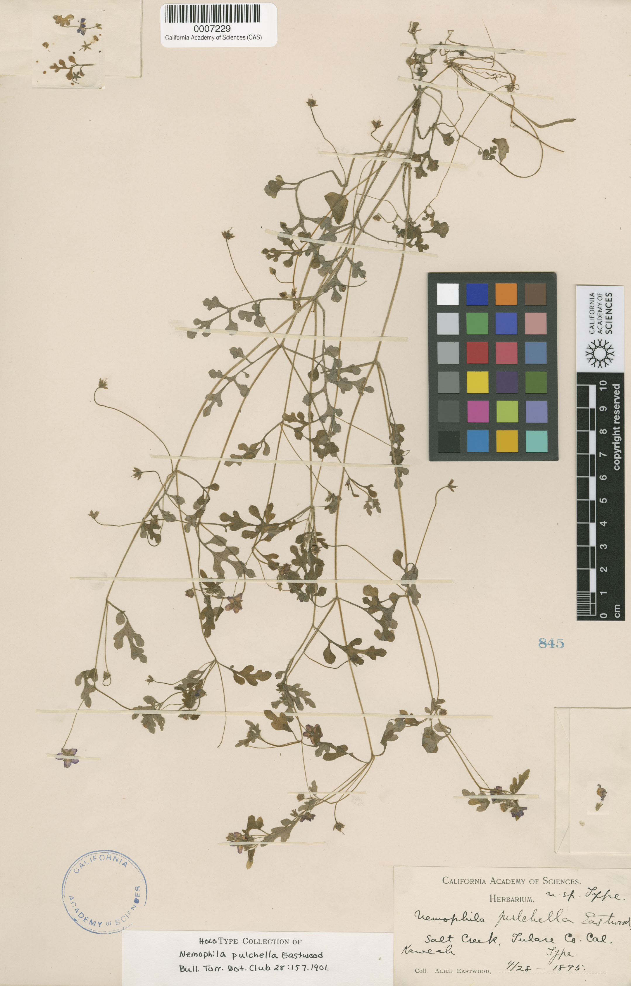 Nemophila pulchella image