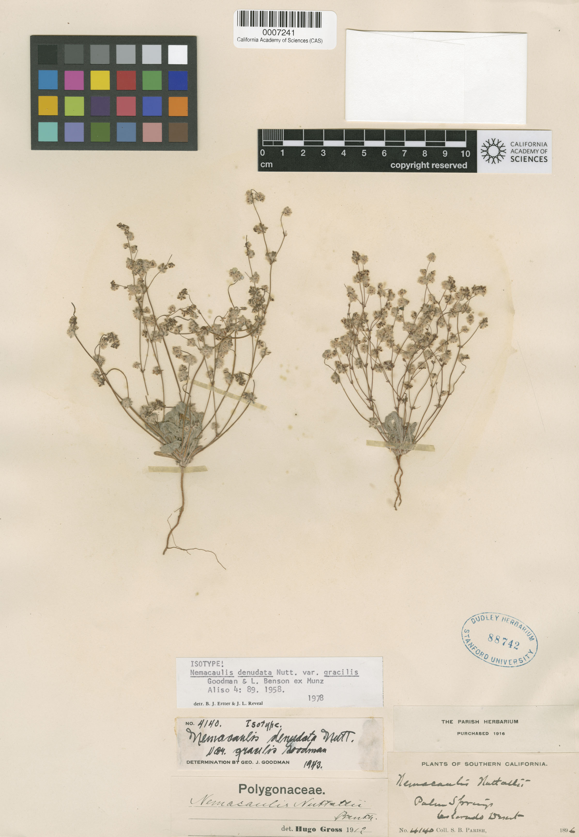 Nemacaulis denudata var. gracilis image