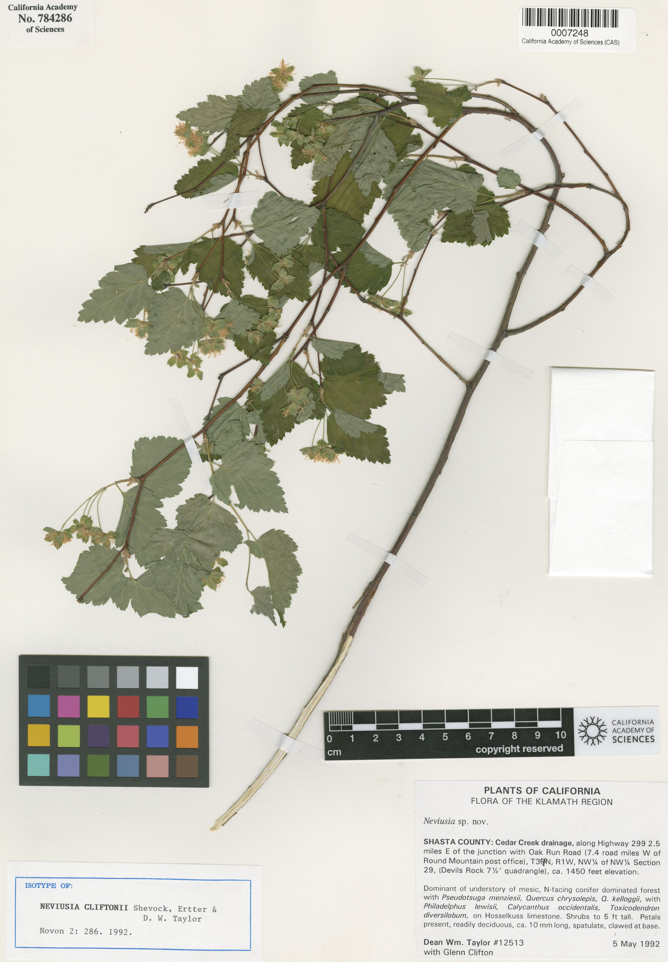 Neviusia cliftonii image