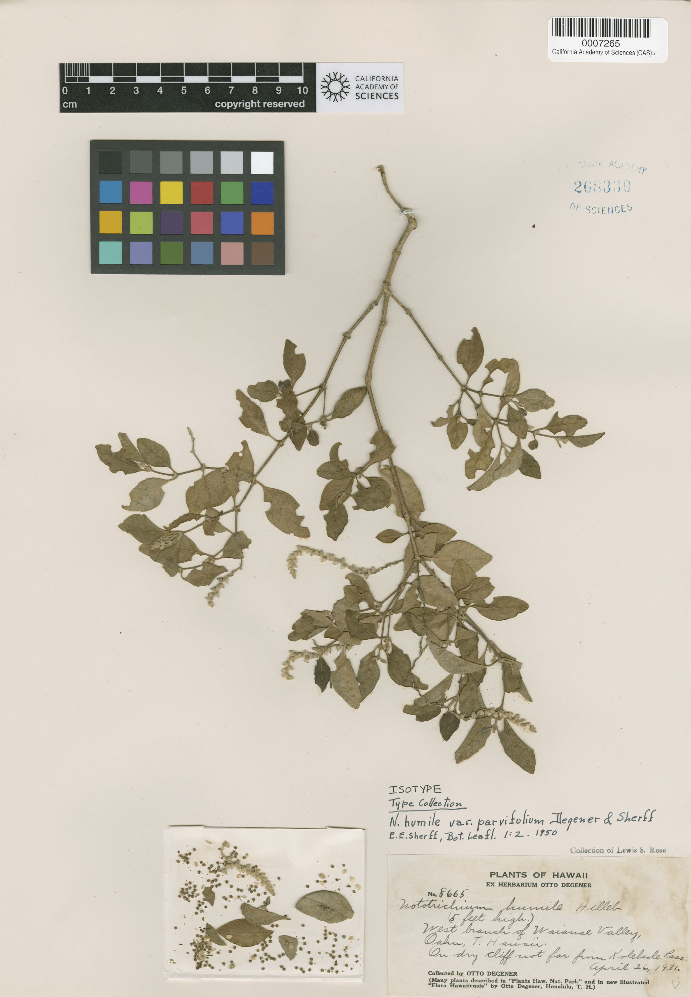 Nototrichium humile image