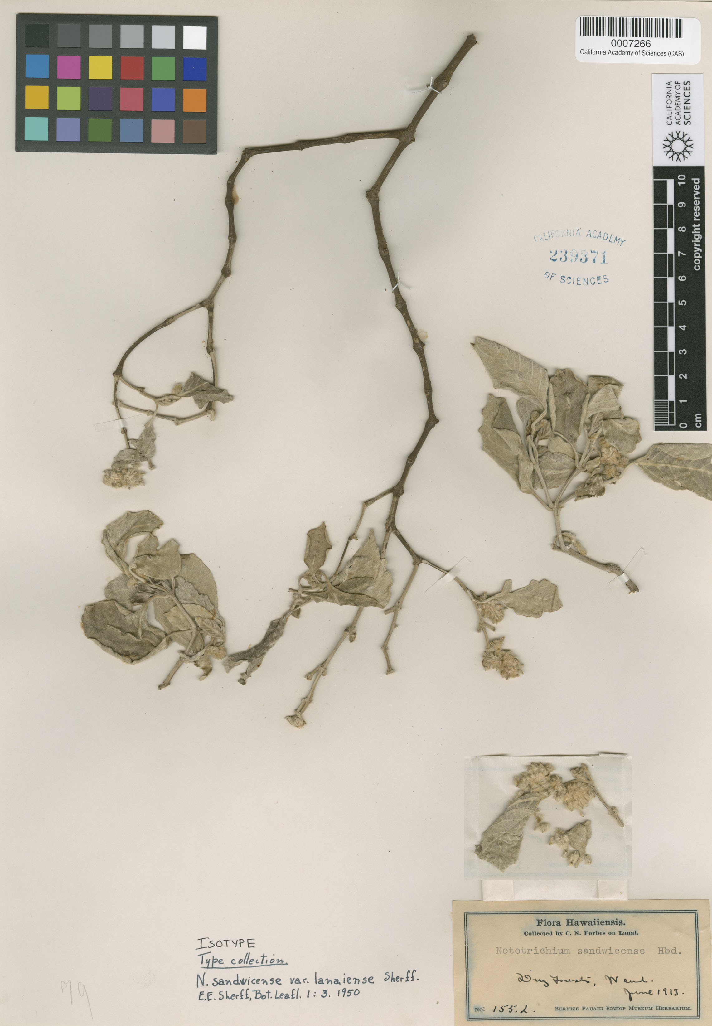 Nototrichium sandwicense image