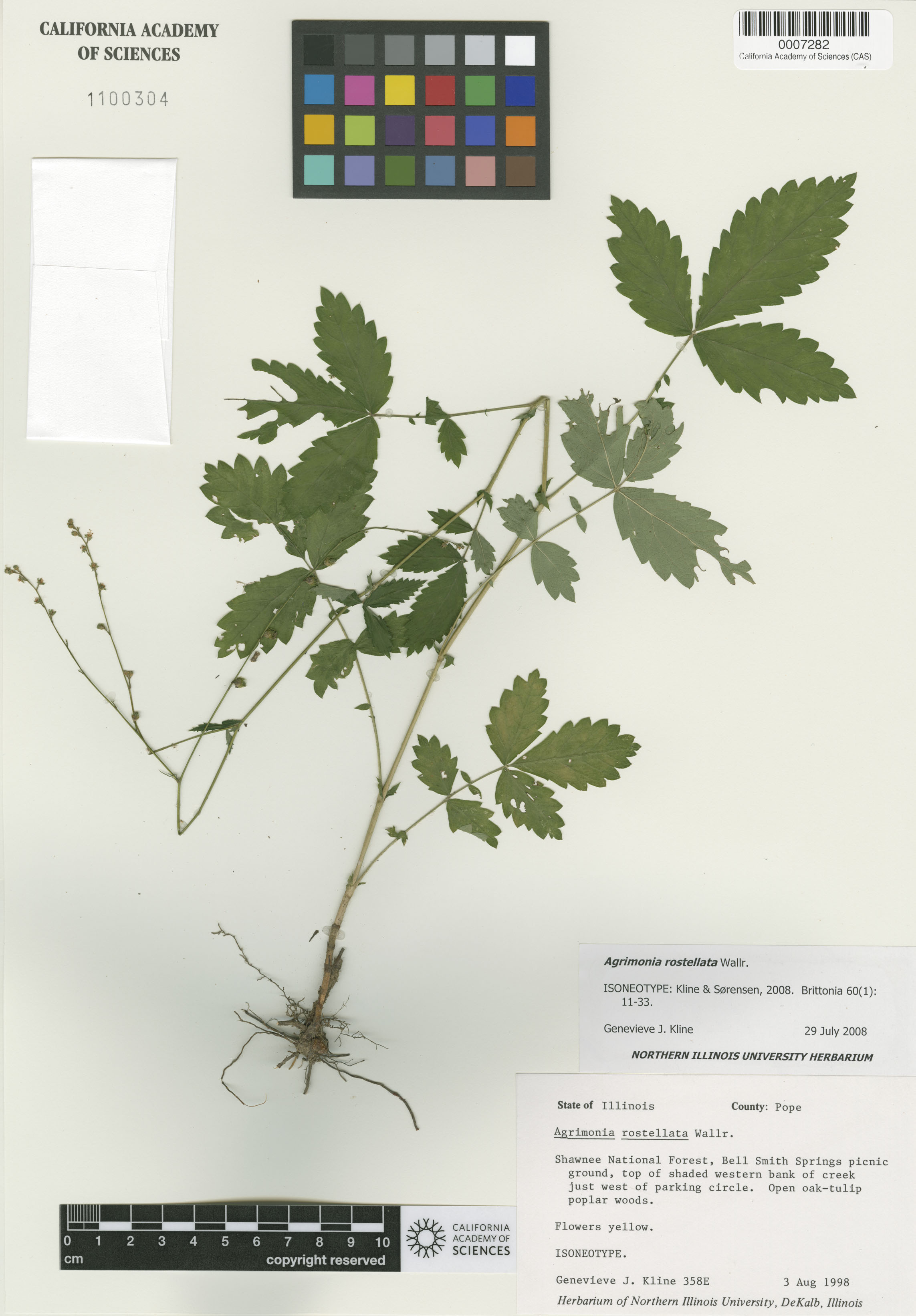 Agrimonia rostellata image