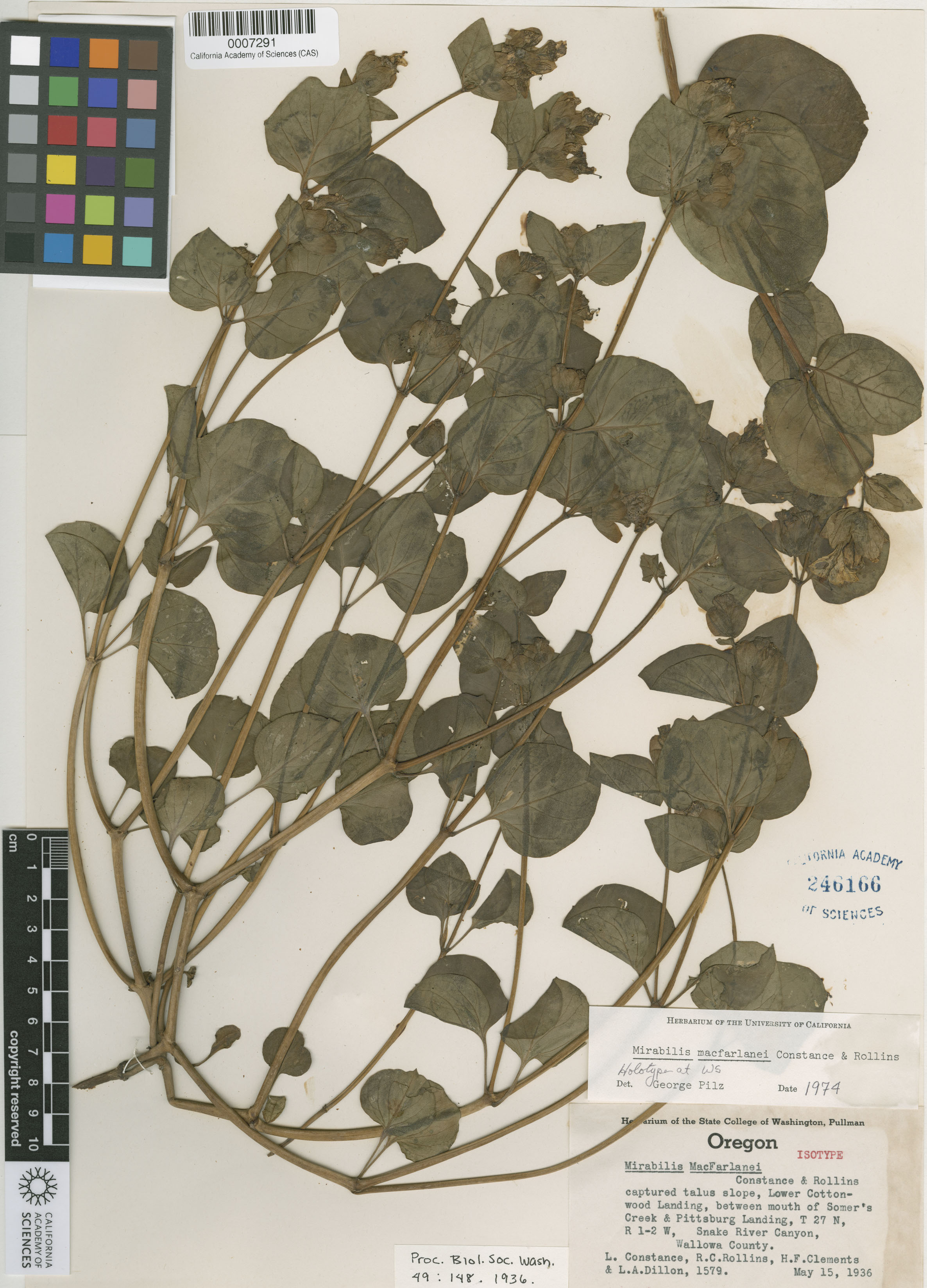 Nyctaginaceae image
