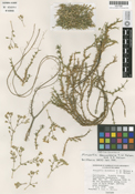 Image of Minuartia decumbens