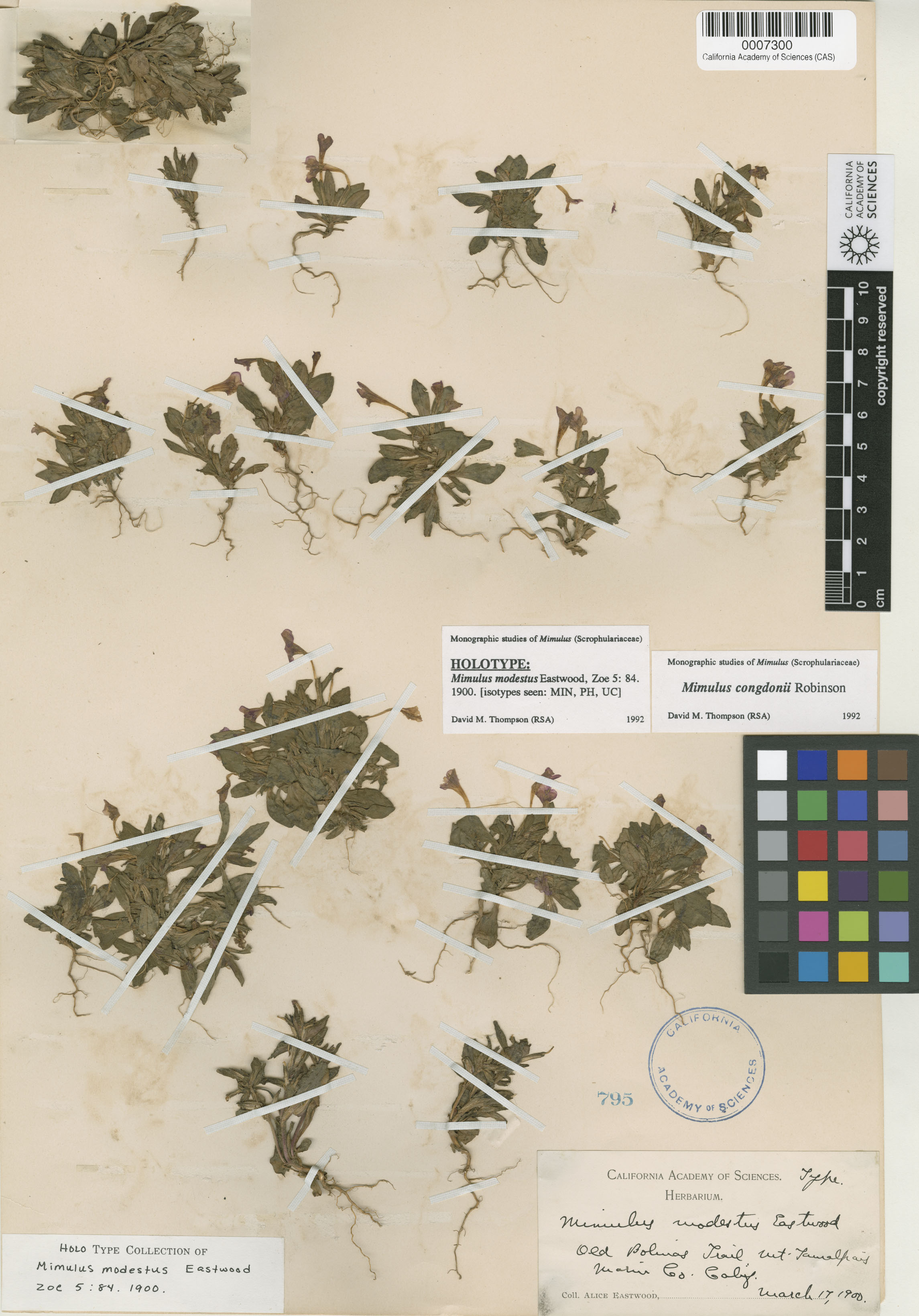 Mimulus congdonii image