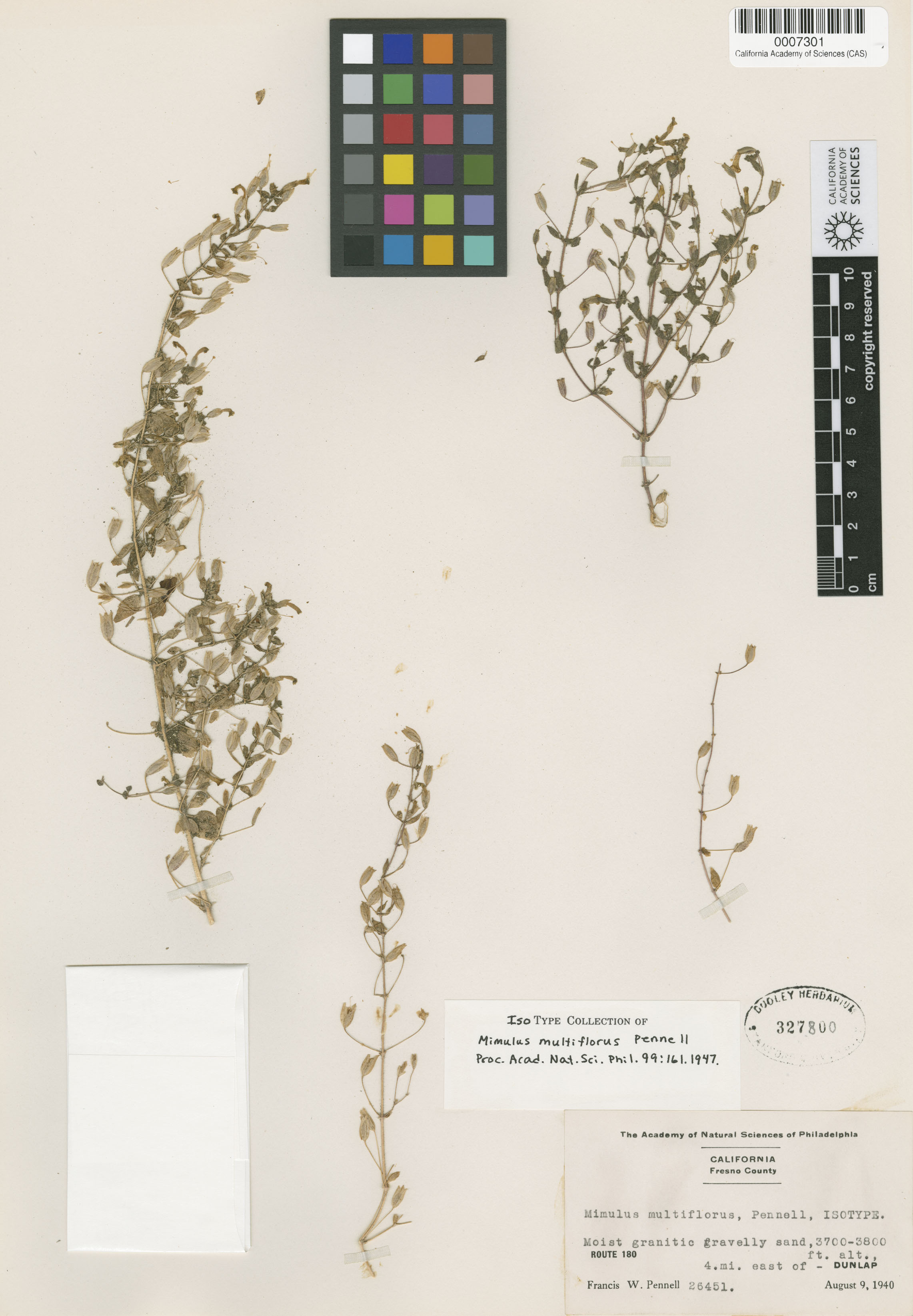 Mimulus floribundus image