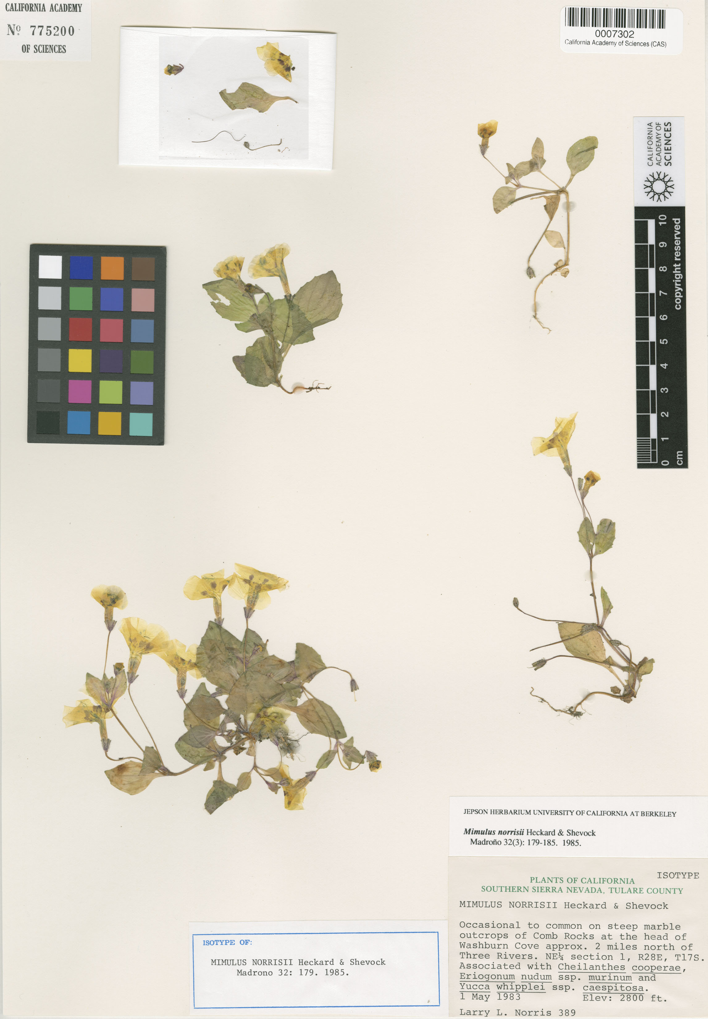 Mimulus norrisii image