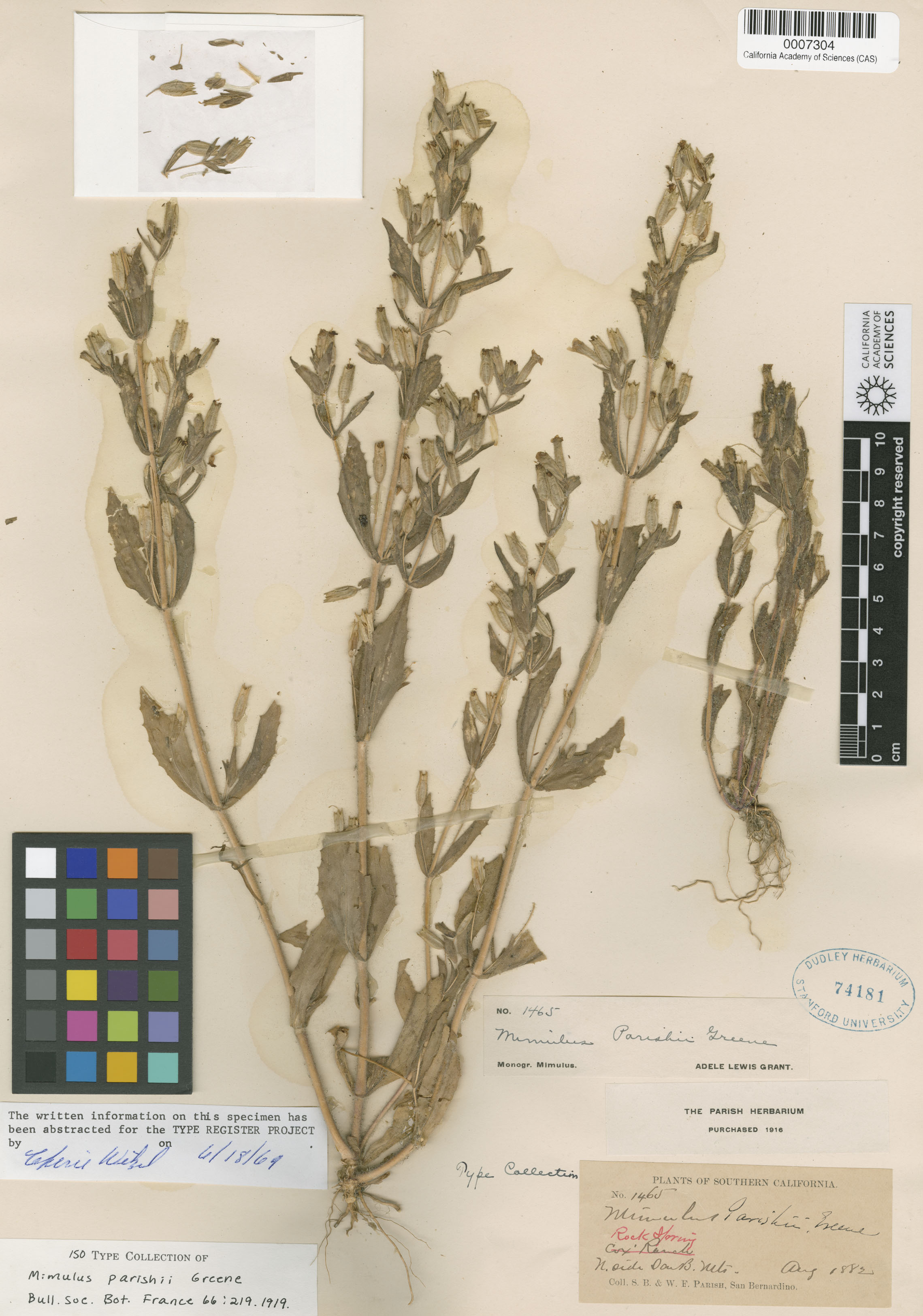 Mimulus parishii image