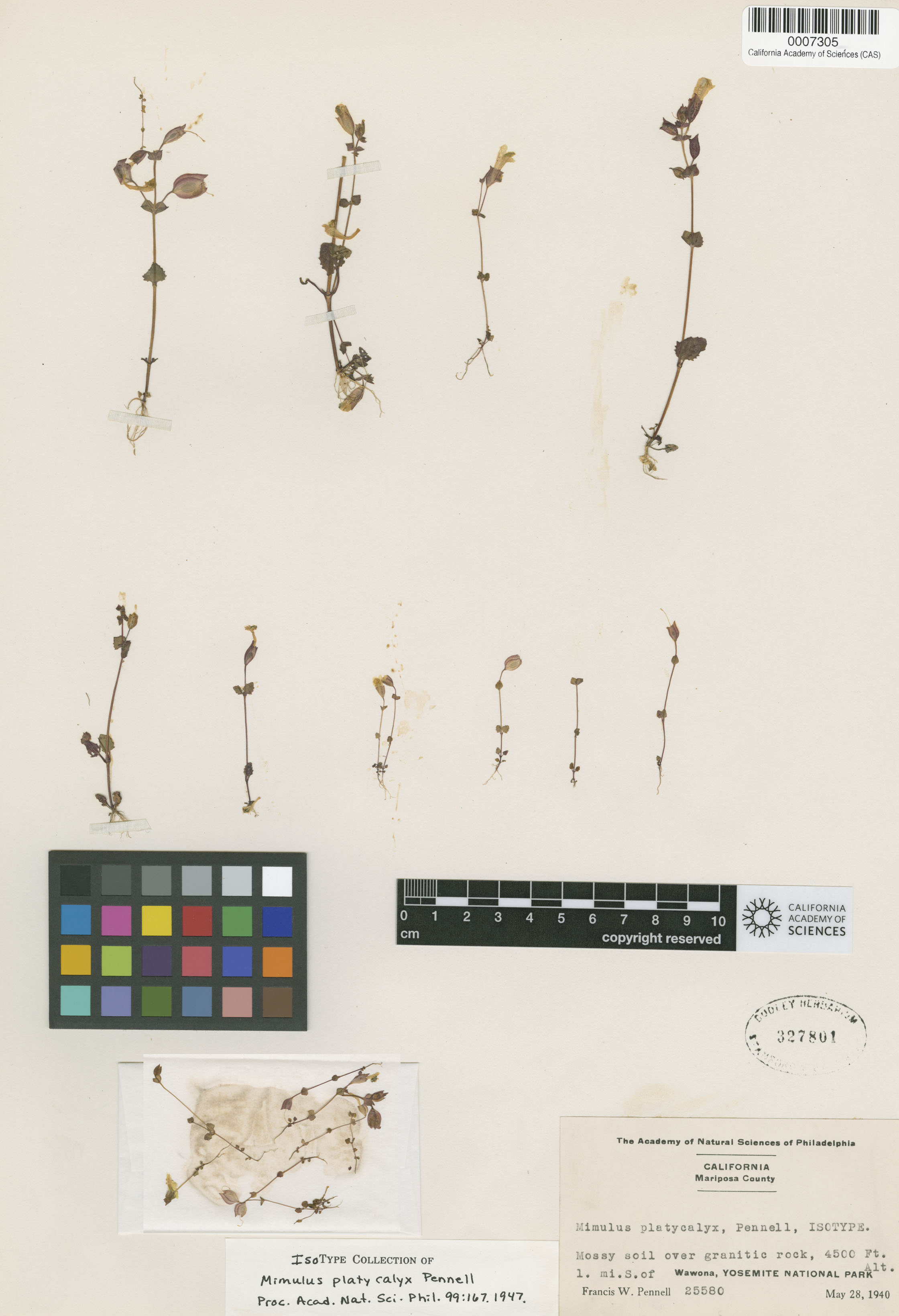 Mimulus platycalyx image