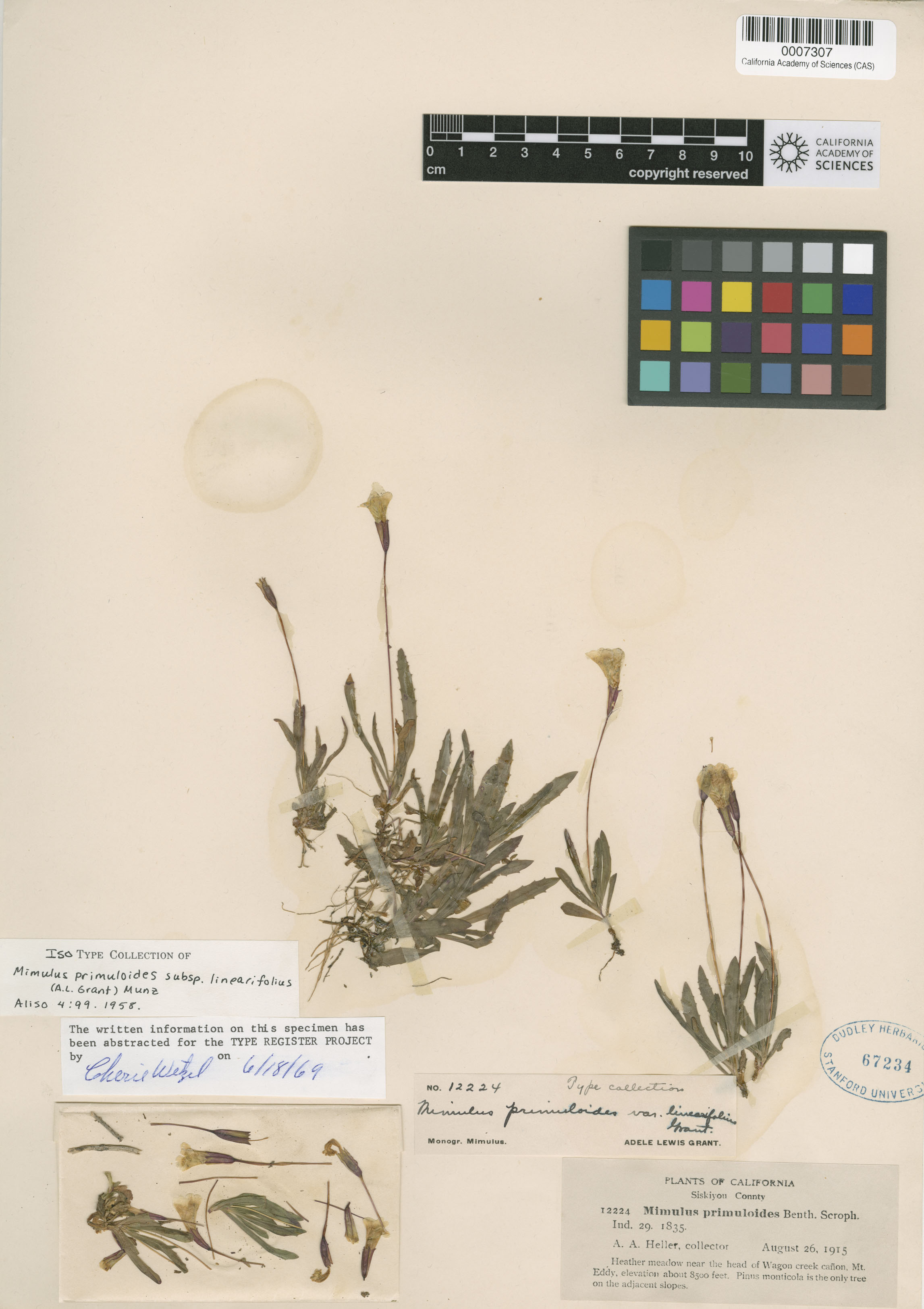 Mimulus primuloides var. linearifolius image