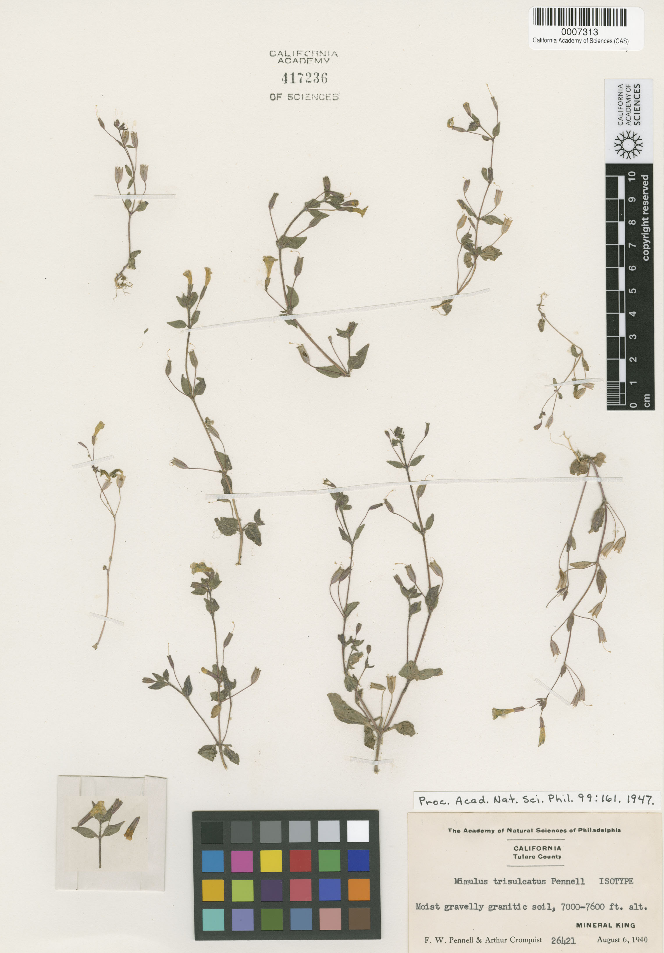 Mimulus floribundus image