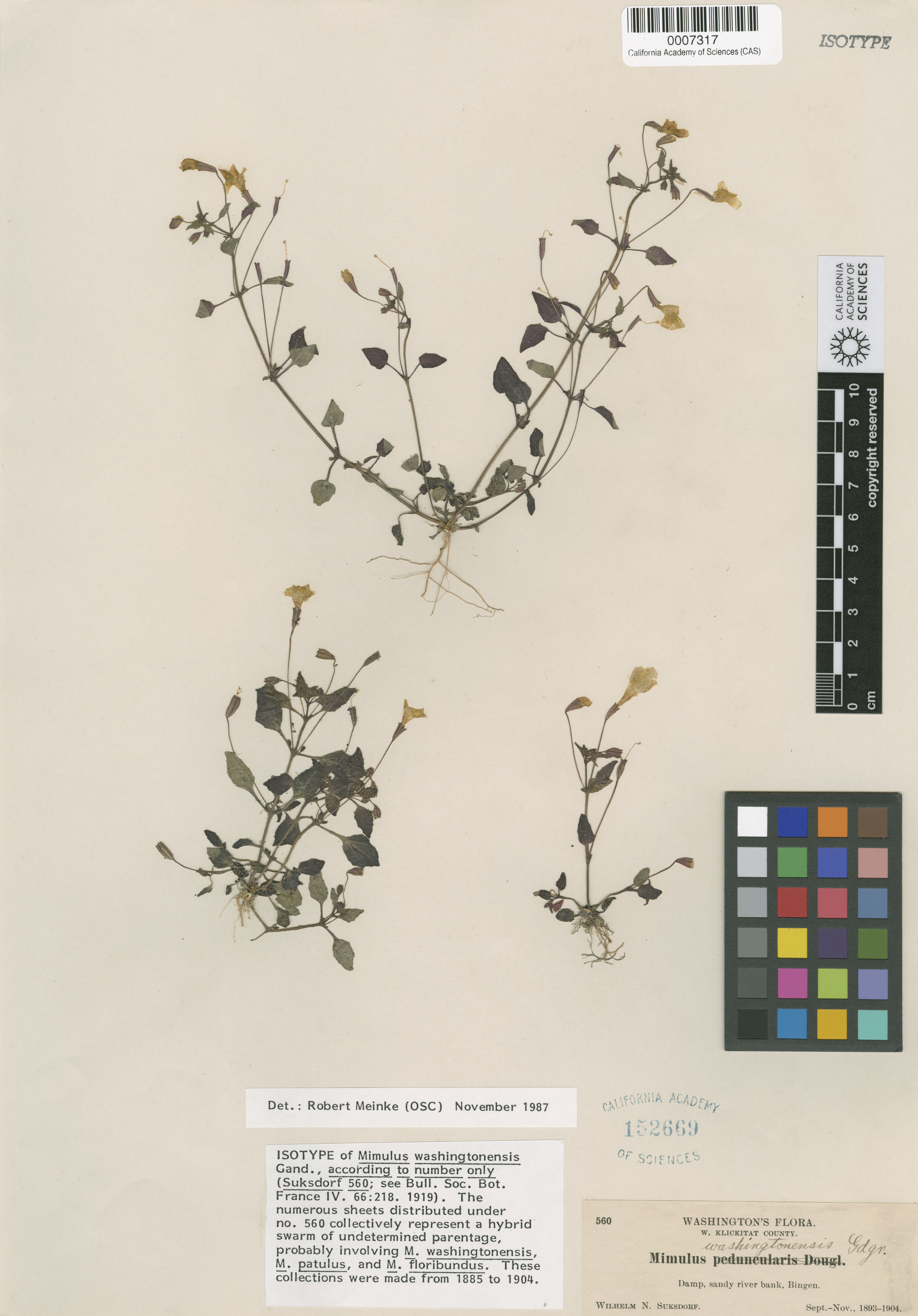 Mimulus washingtonensis image