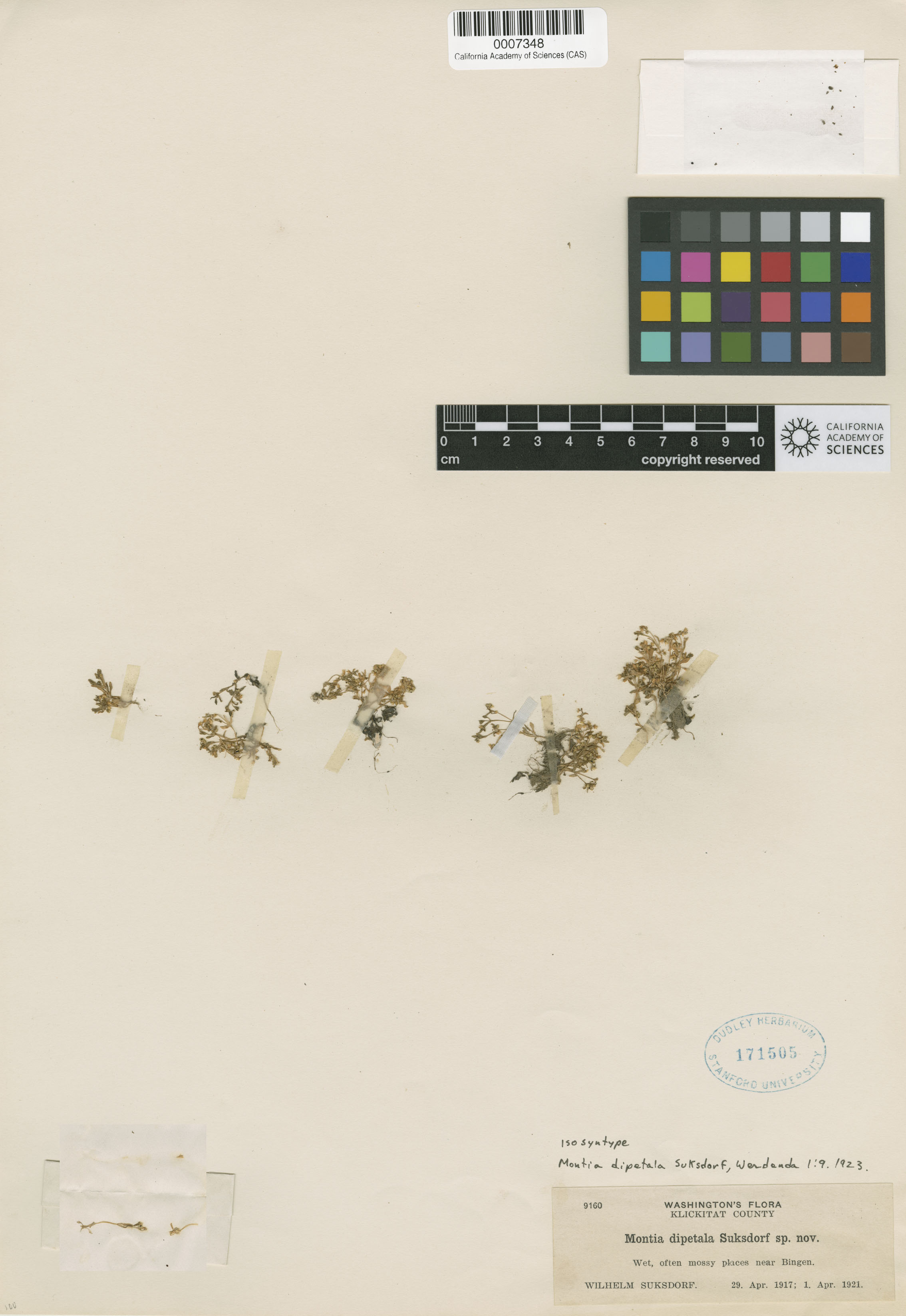 Montia fontana image