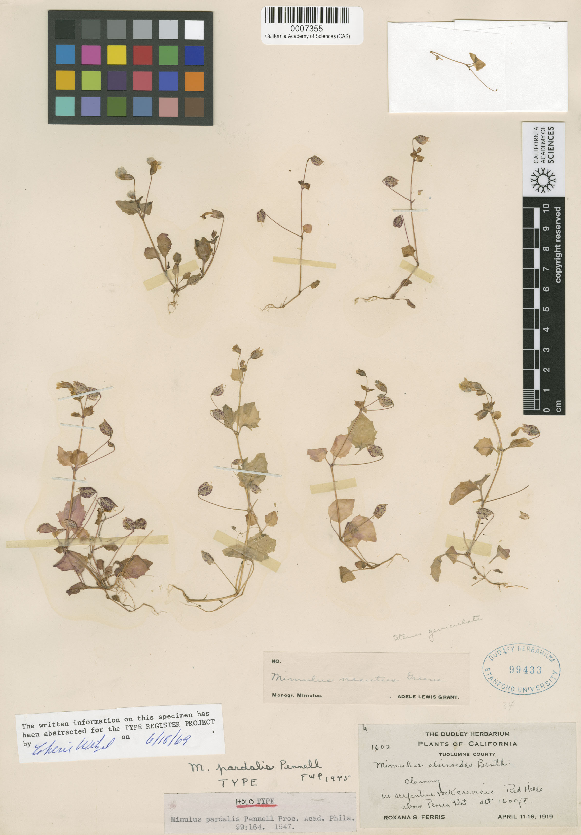 Mimulus guttatus image