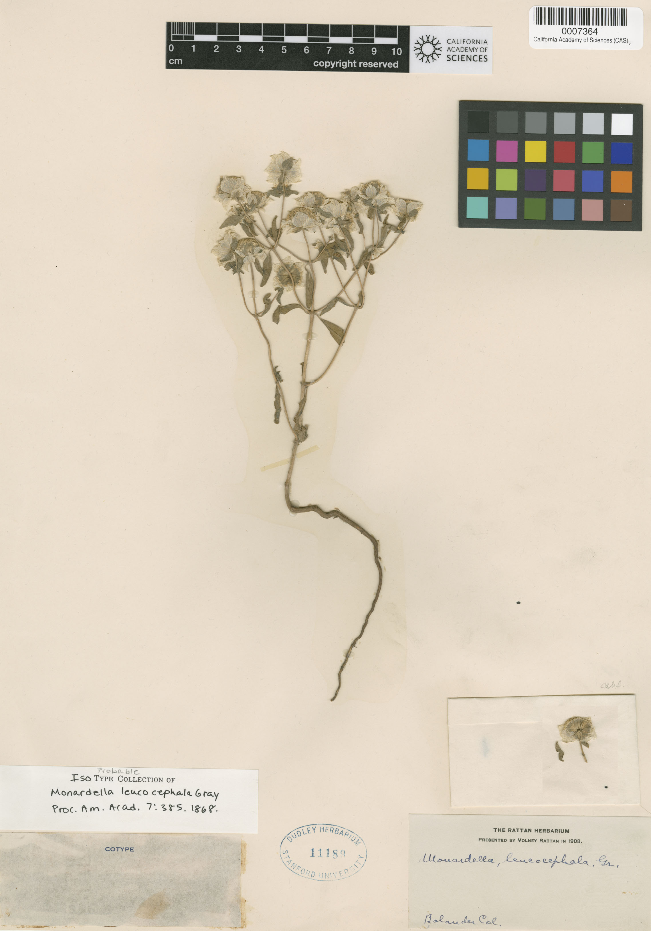 Monardella leucocephala image