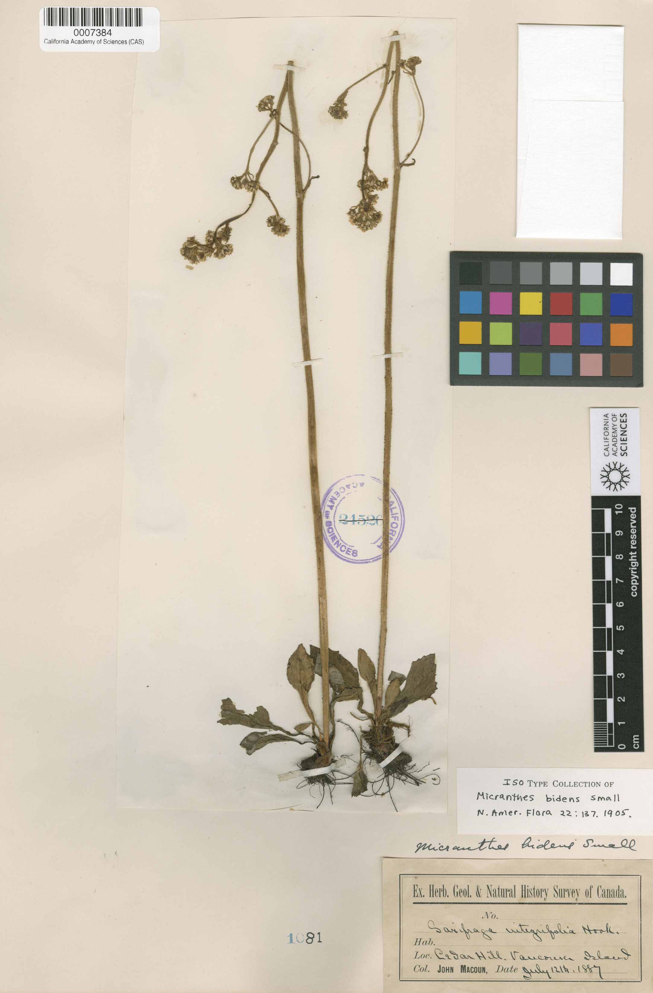 Micranthes integrifolia image