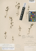 Mimulus washingtonensis image