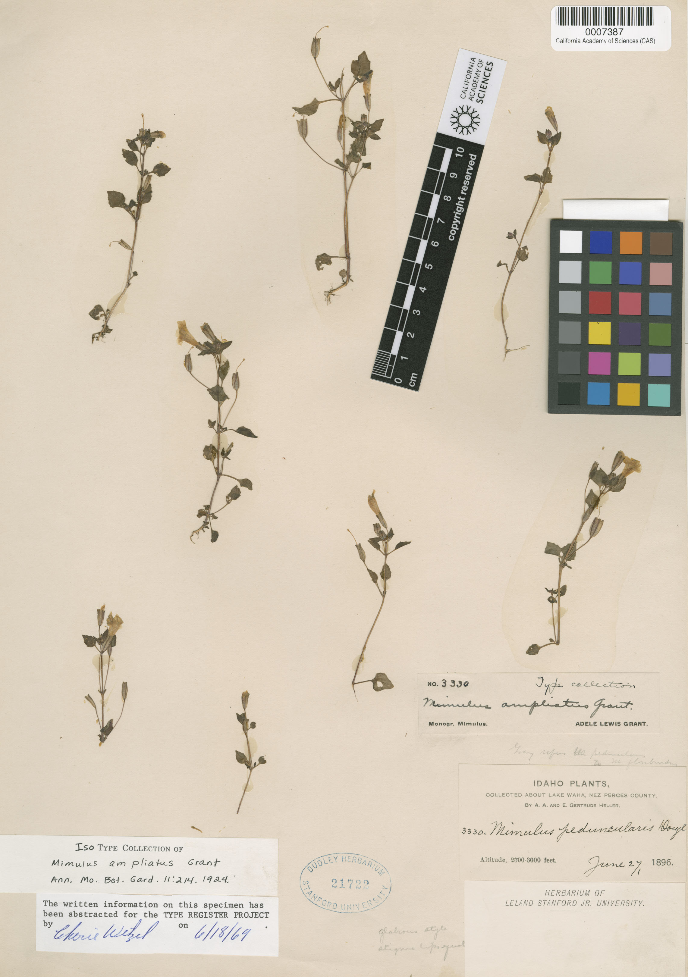 Mimulus washingtonensis image