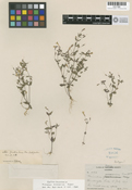 Image of Mimulus arenarius